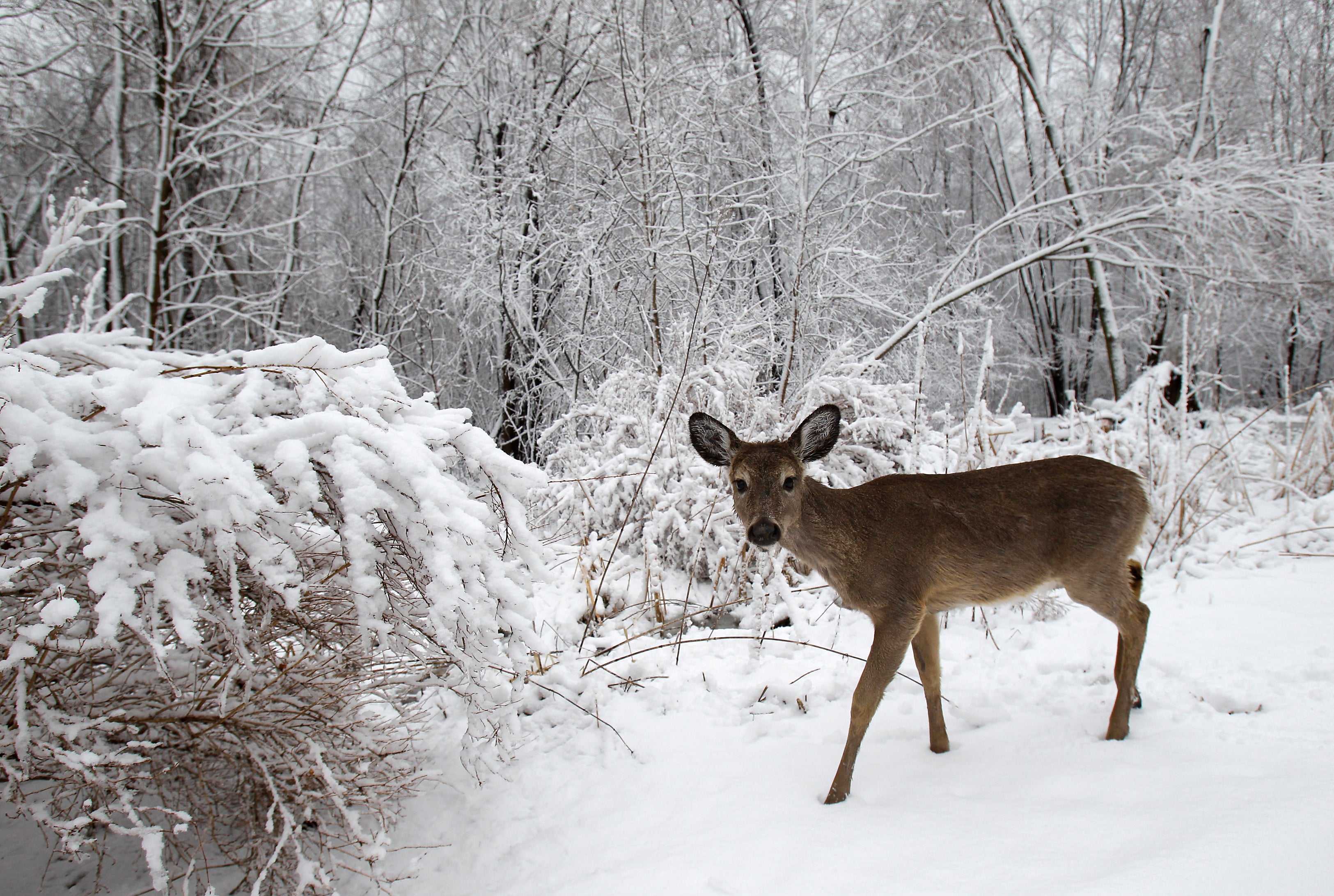 Deer Hunt