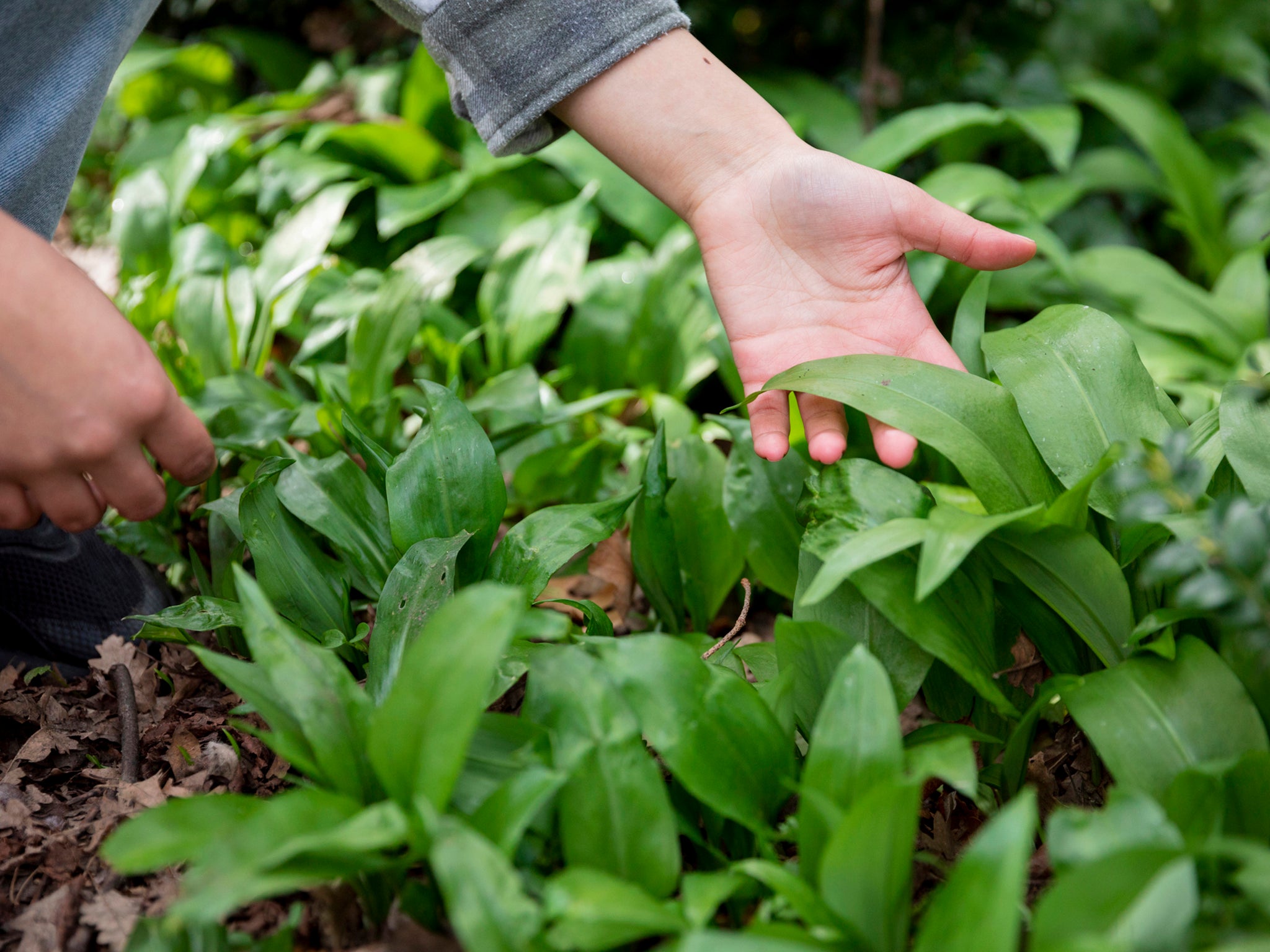 Nature has an array of (free) ingredients to offer savvy home cooks