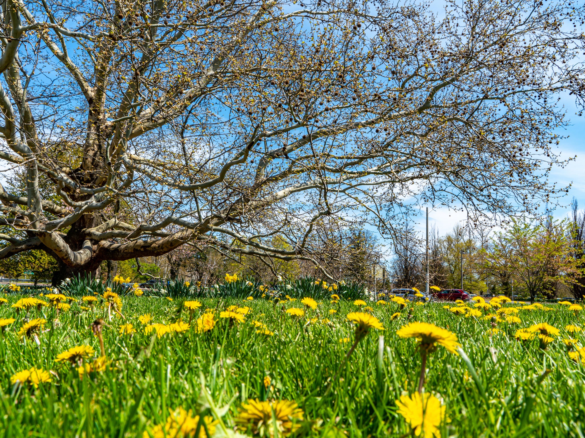 Not only are dandelions a notable sign of spring, they’re also edible