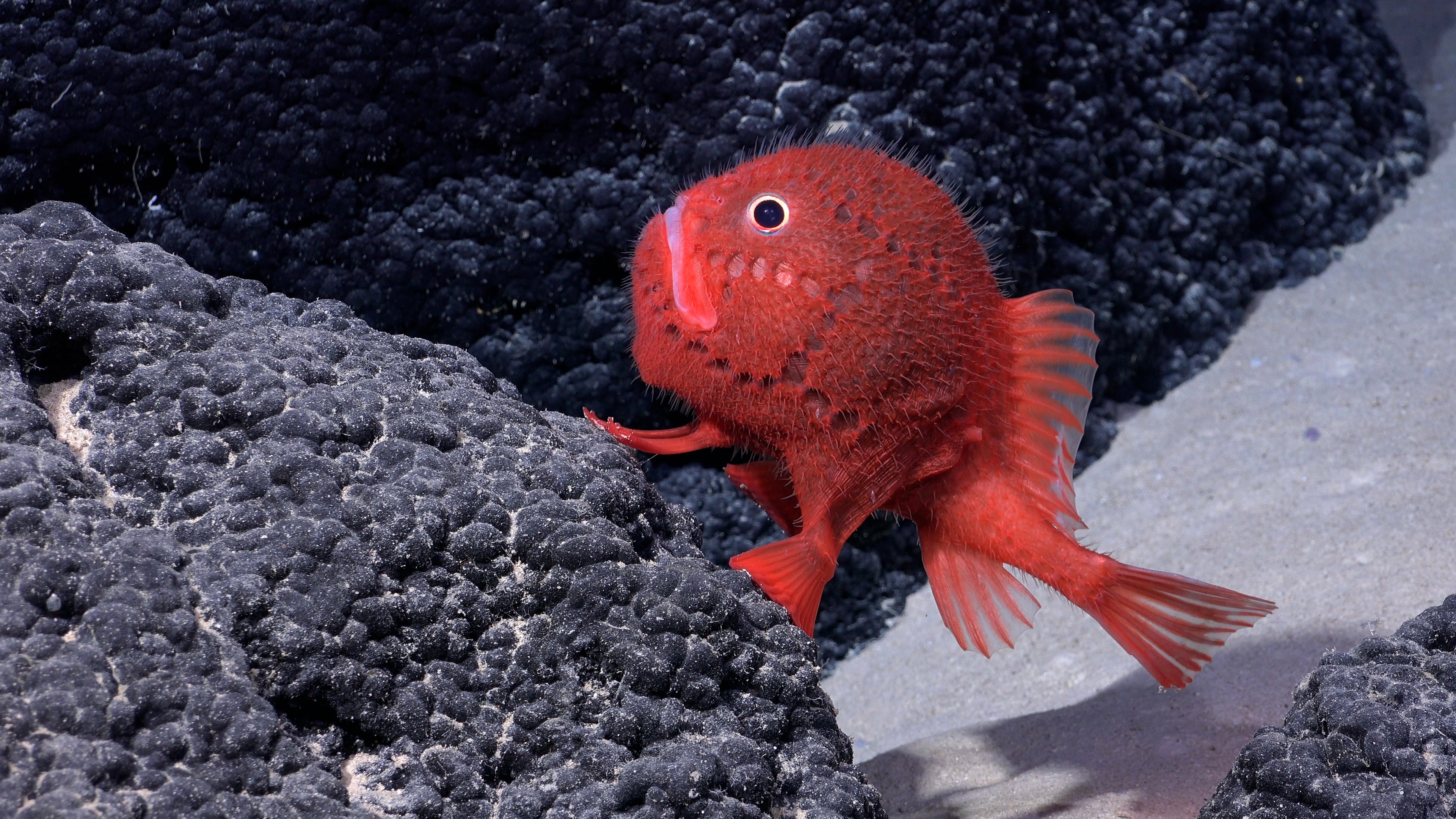 A sea toad was discoered at a depth of 1389 metres on the underwater mountain