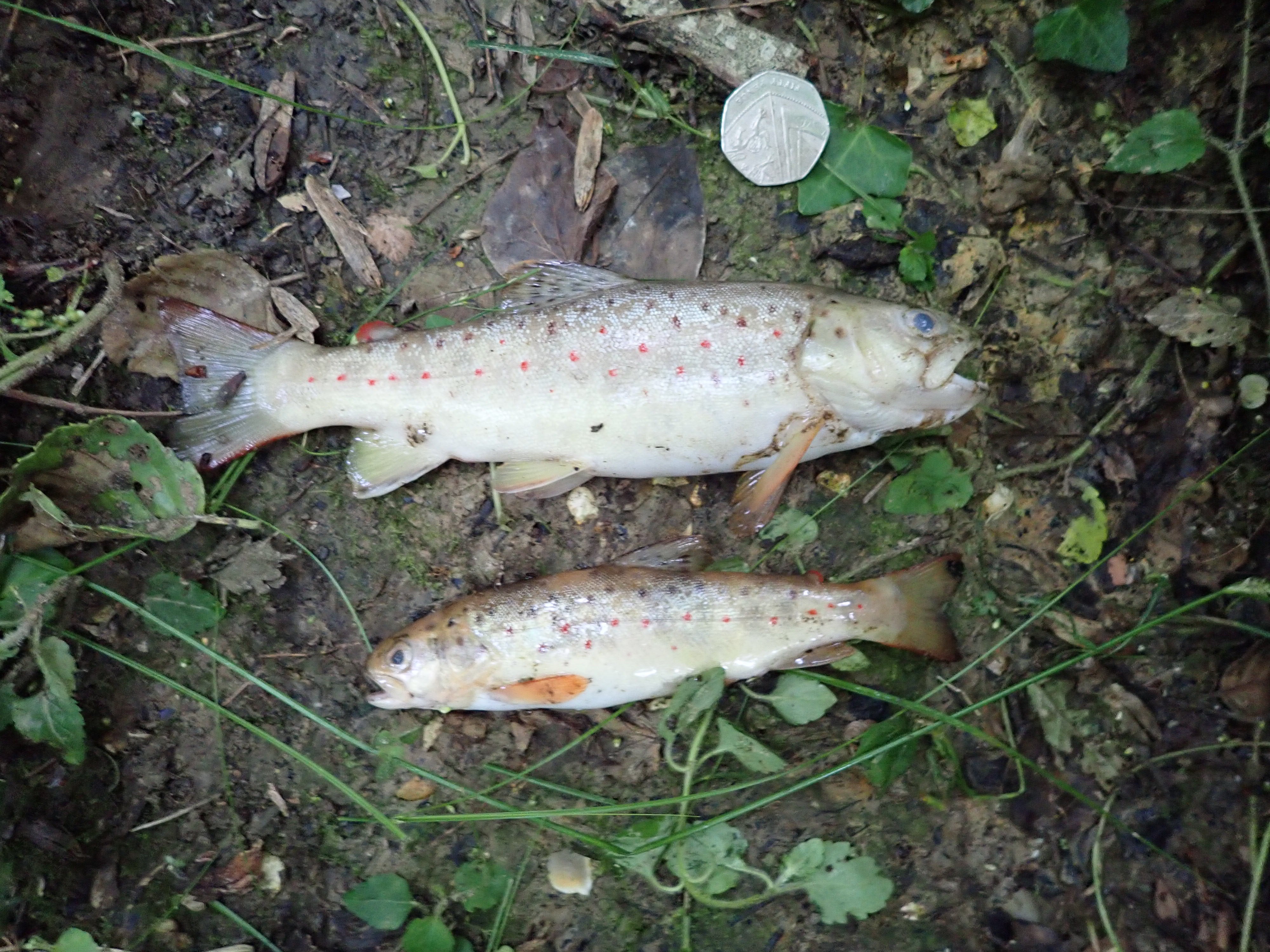 Dead fish following a leak of raw sewage in July 2019