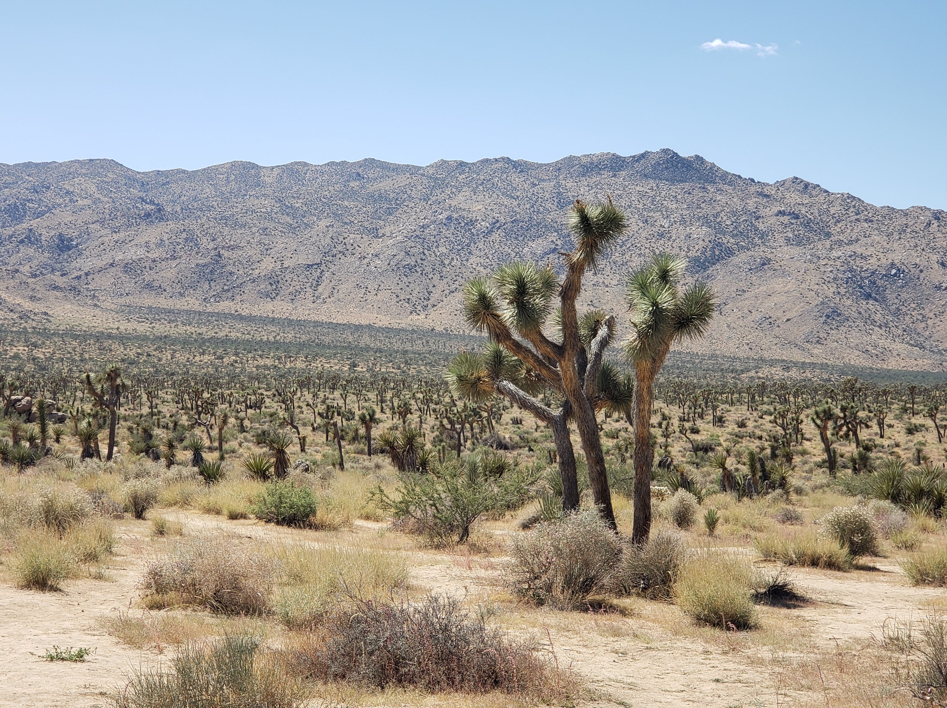 Joshua Trees as far as you can see inside Joshua Tree National Park