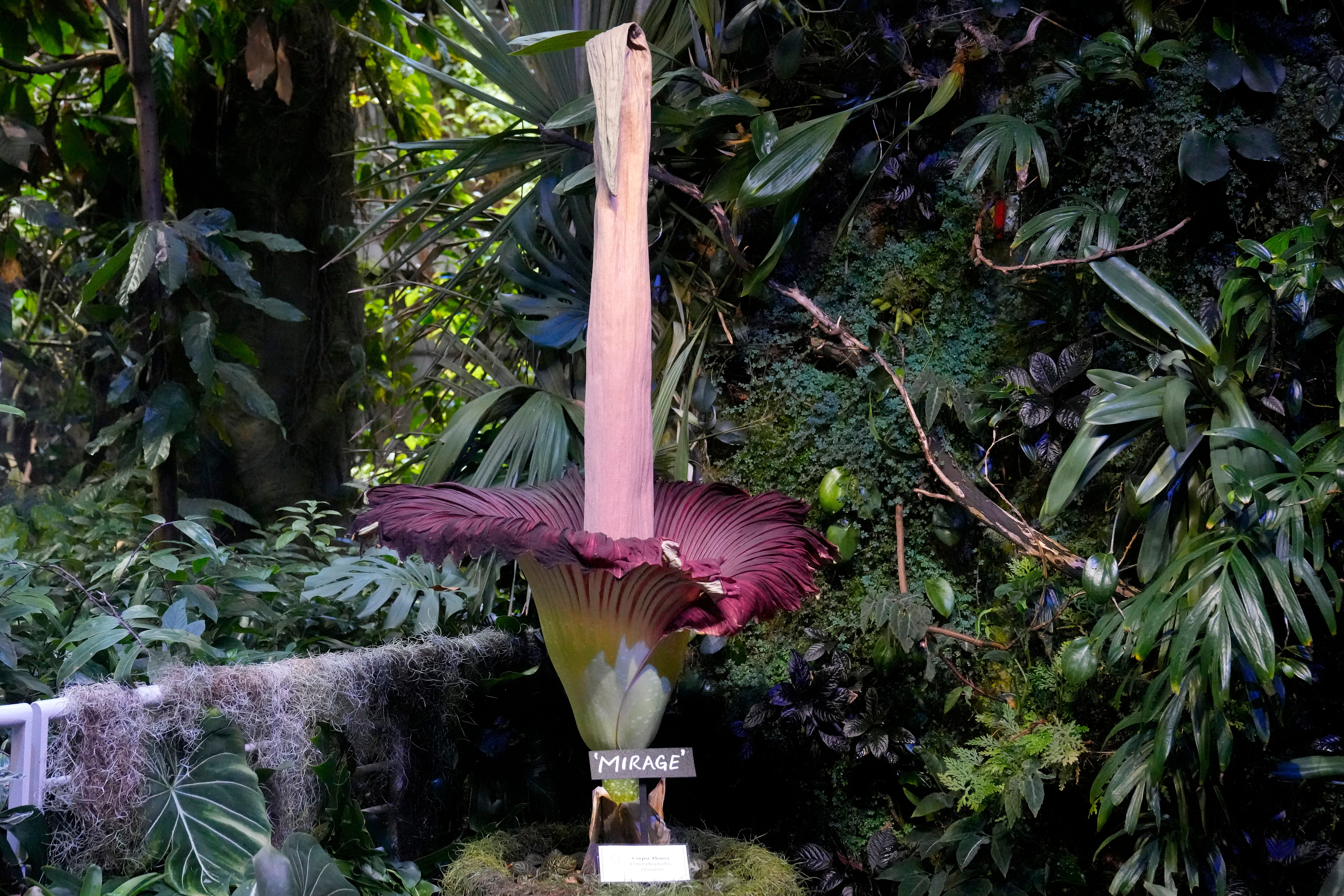 Corpse Flower