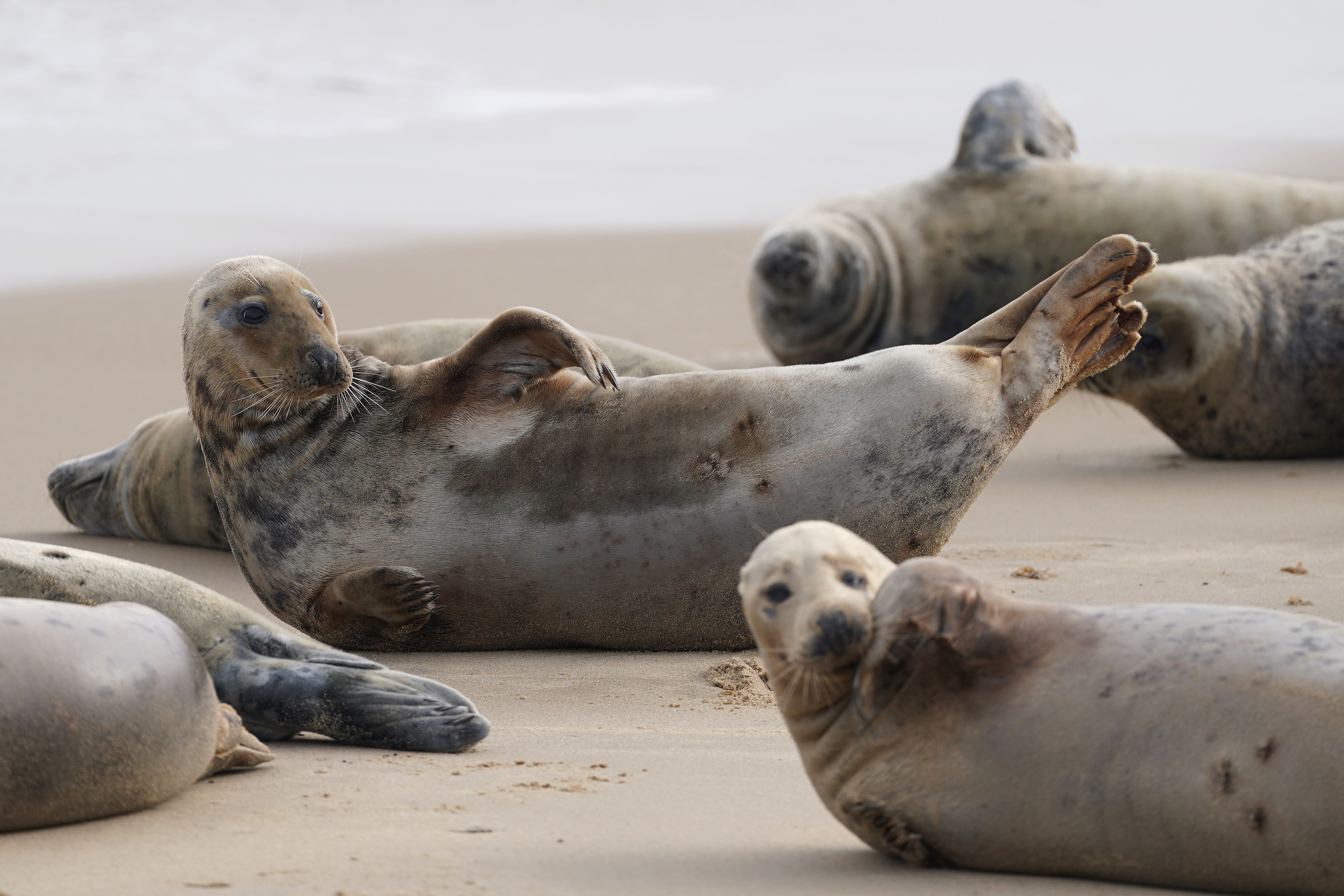 Atlantic grey seals gather every year to moult their winter fur