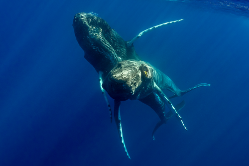 Two adult male humpback whales seen off Maui, Hawaiʻi, on 19 January, 2022