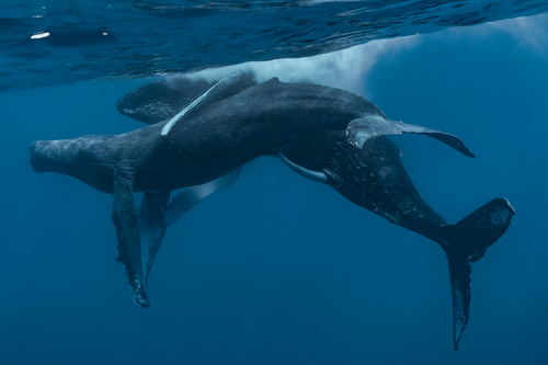 Two adult male humpback whales seen off Maui, Hawaii in January, 2022. Whale B has its penis inserted into the genital opening of Whale A.