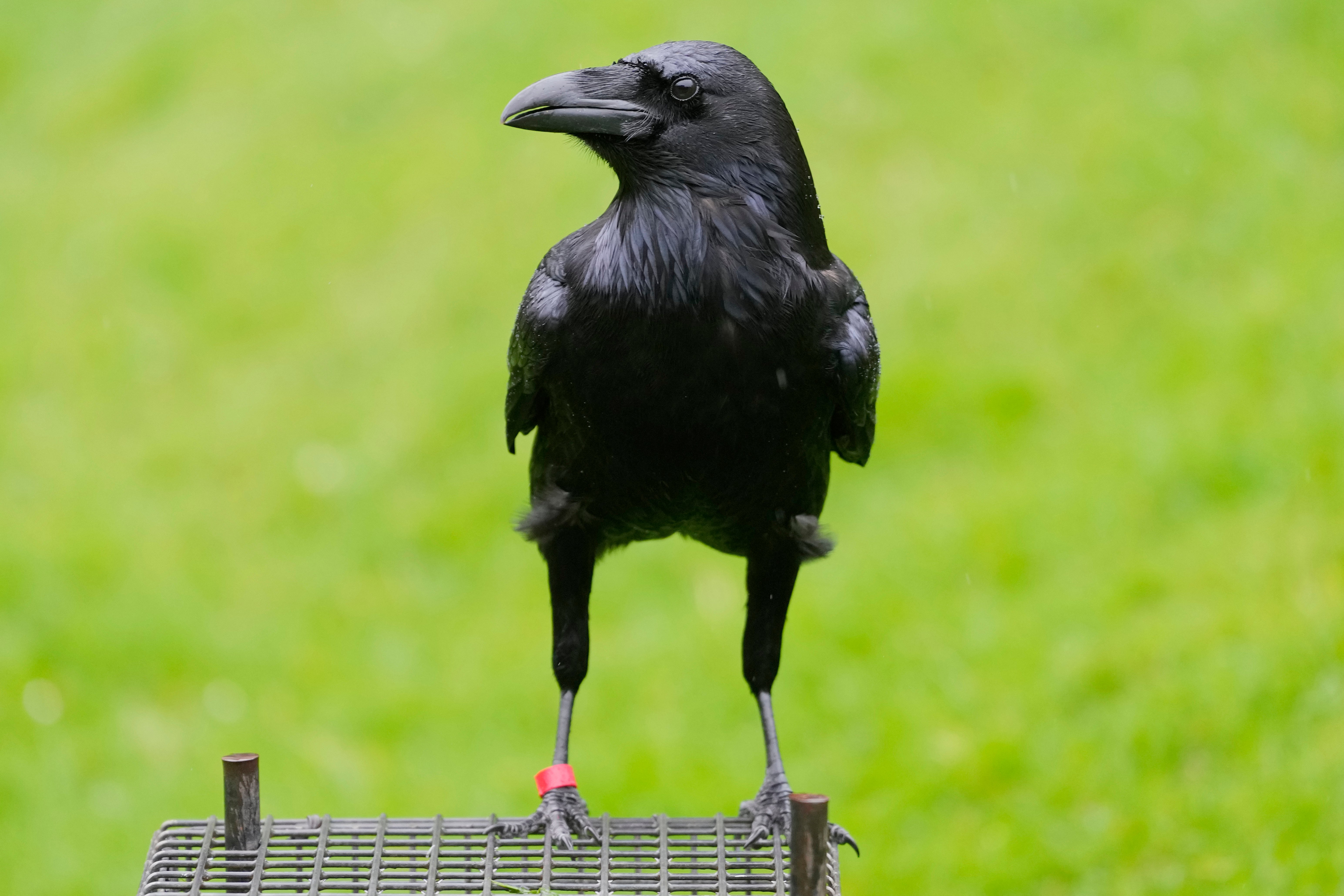 A raven sits on a perch at The Tower of London in London