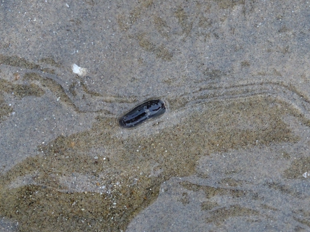 Head-shield sea slug species from Digha, Odisha