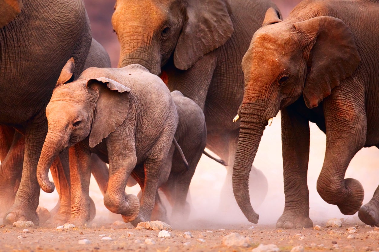 Trunk call: no sign of Norman Tebbit... but these elephants are doing some stampeding