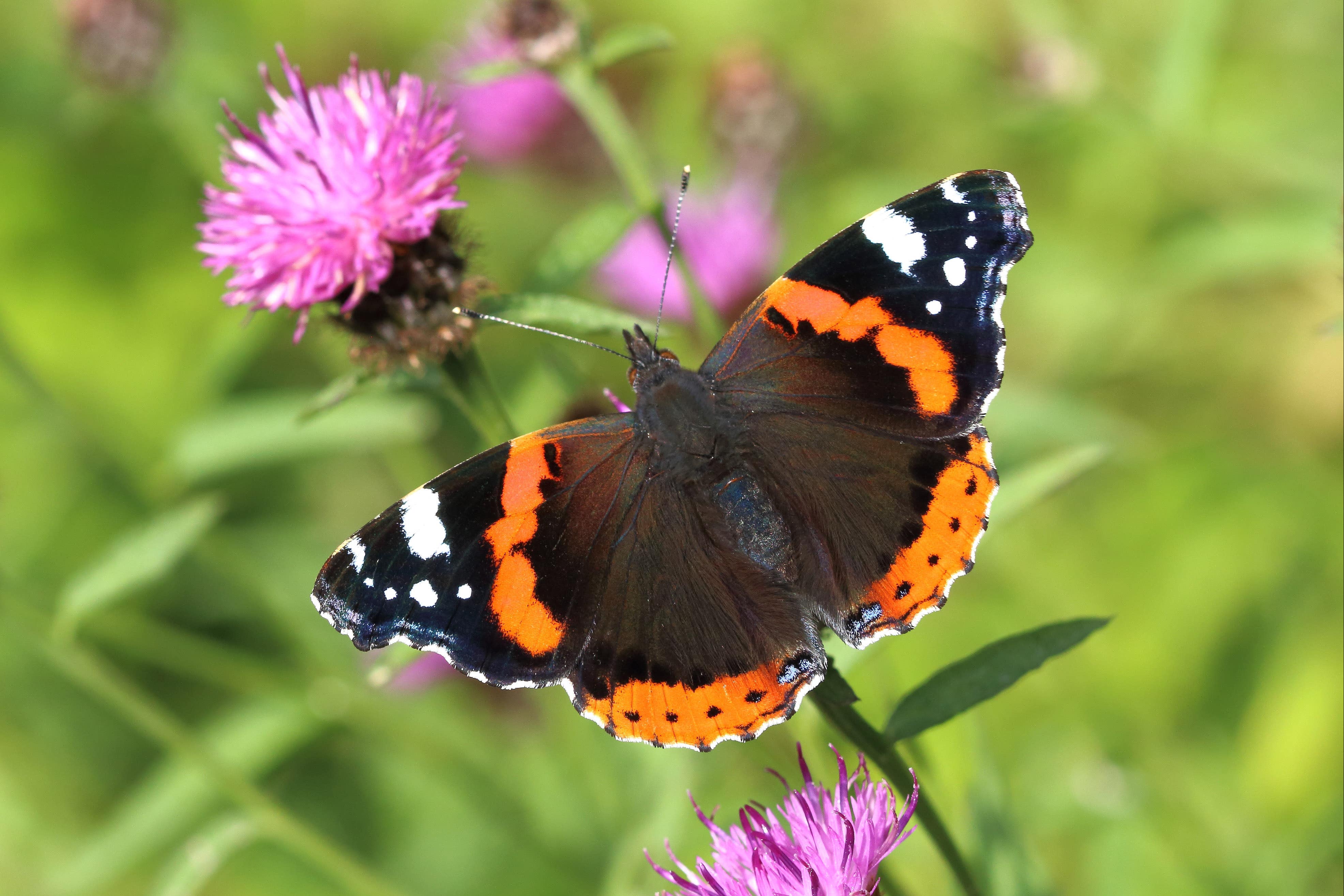 Red admiral butterflies are among the butterflies people are asked to spot in the annual count (Mark Searle, Butterfly Conservation/PA)