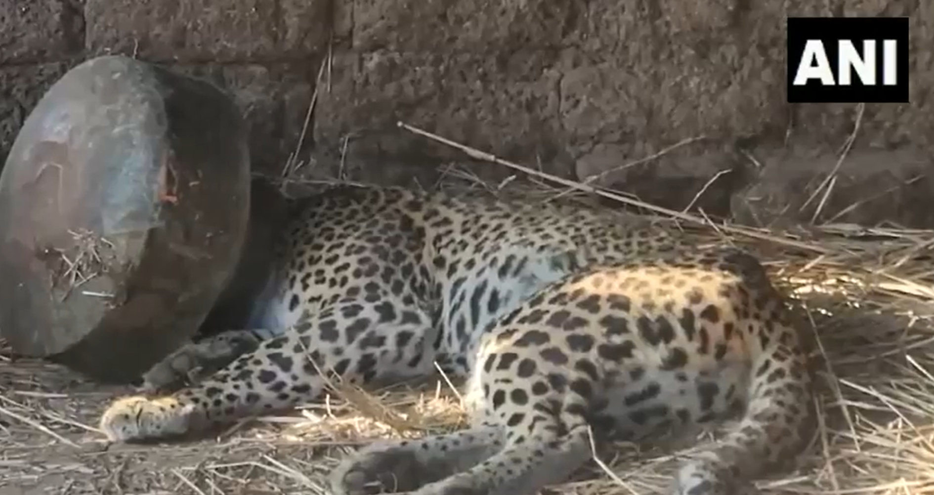 Leopard tranquilised for rescuing after its head stuck inside a metallic vessel