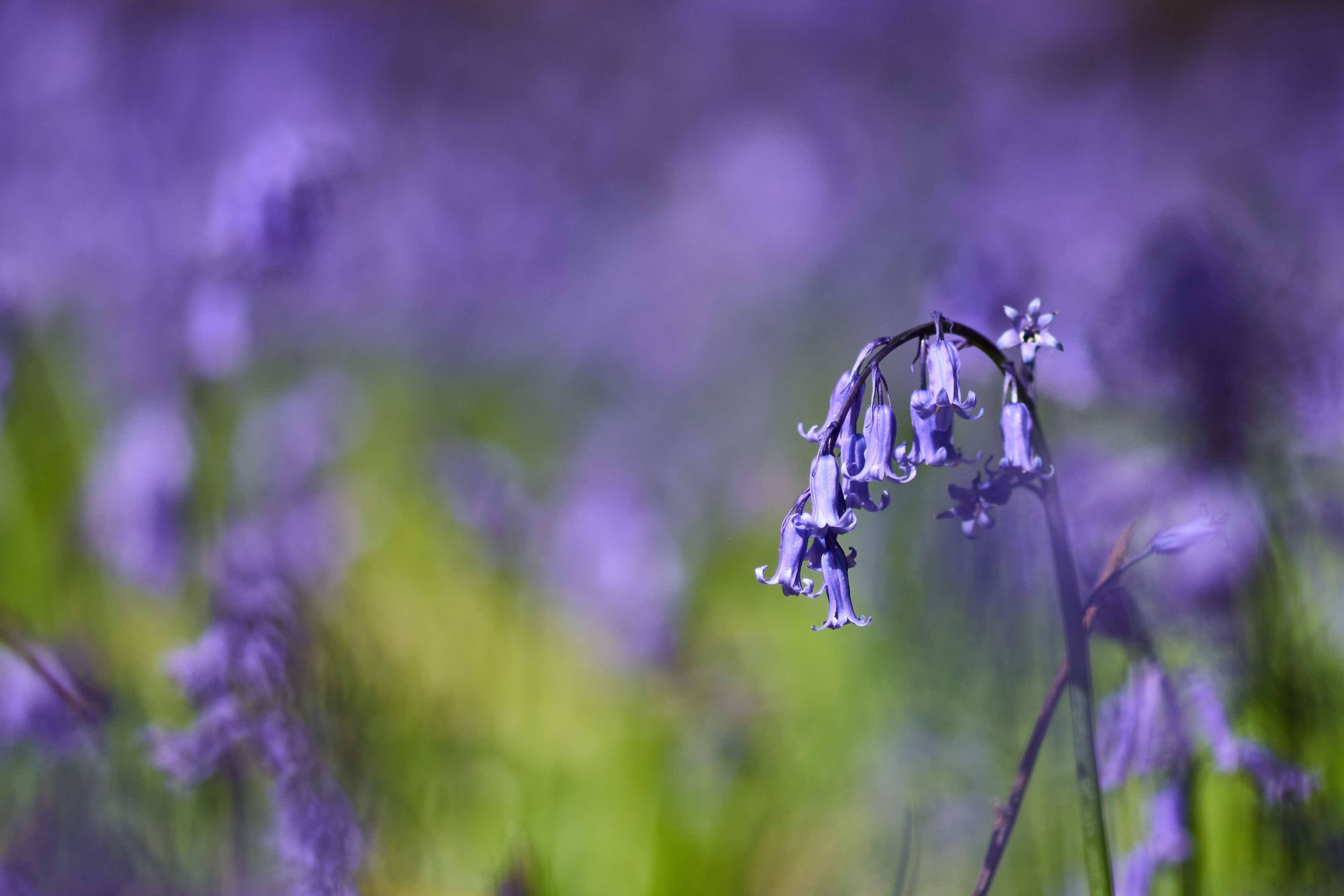 Bluebells in the National A bluebell flower against a hazy blue backdrop (John Walton/PA)