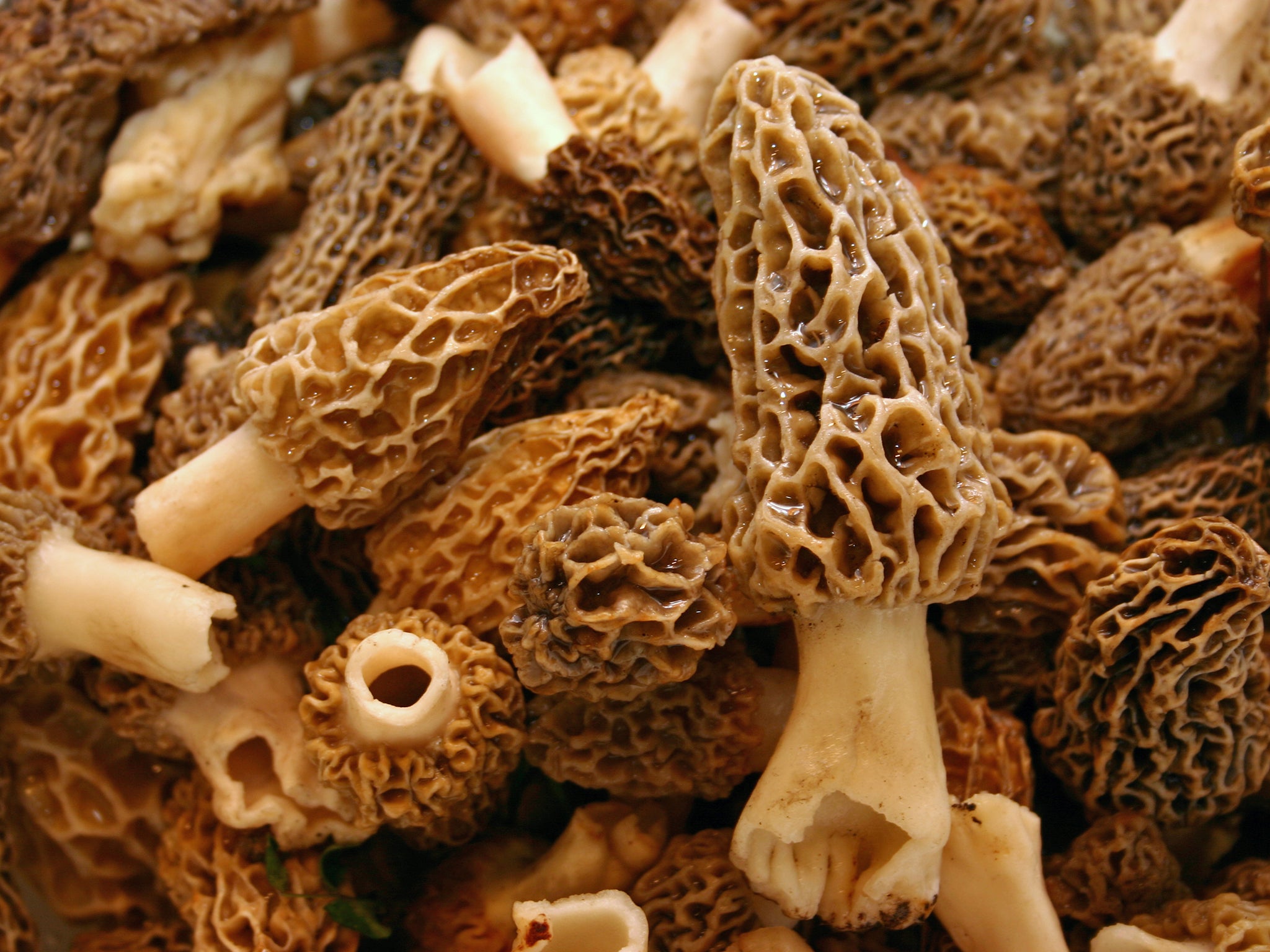 Morel’s elusive nature and limited availability make them highly sought after