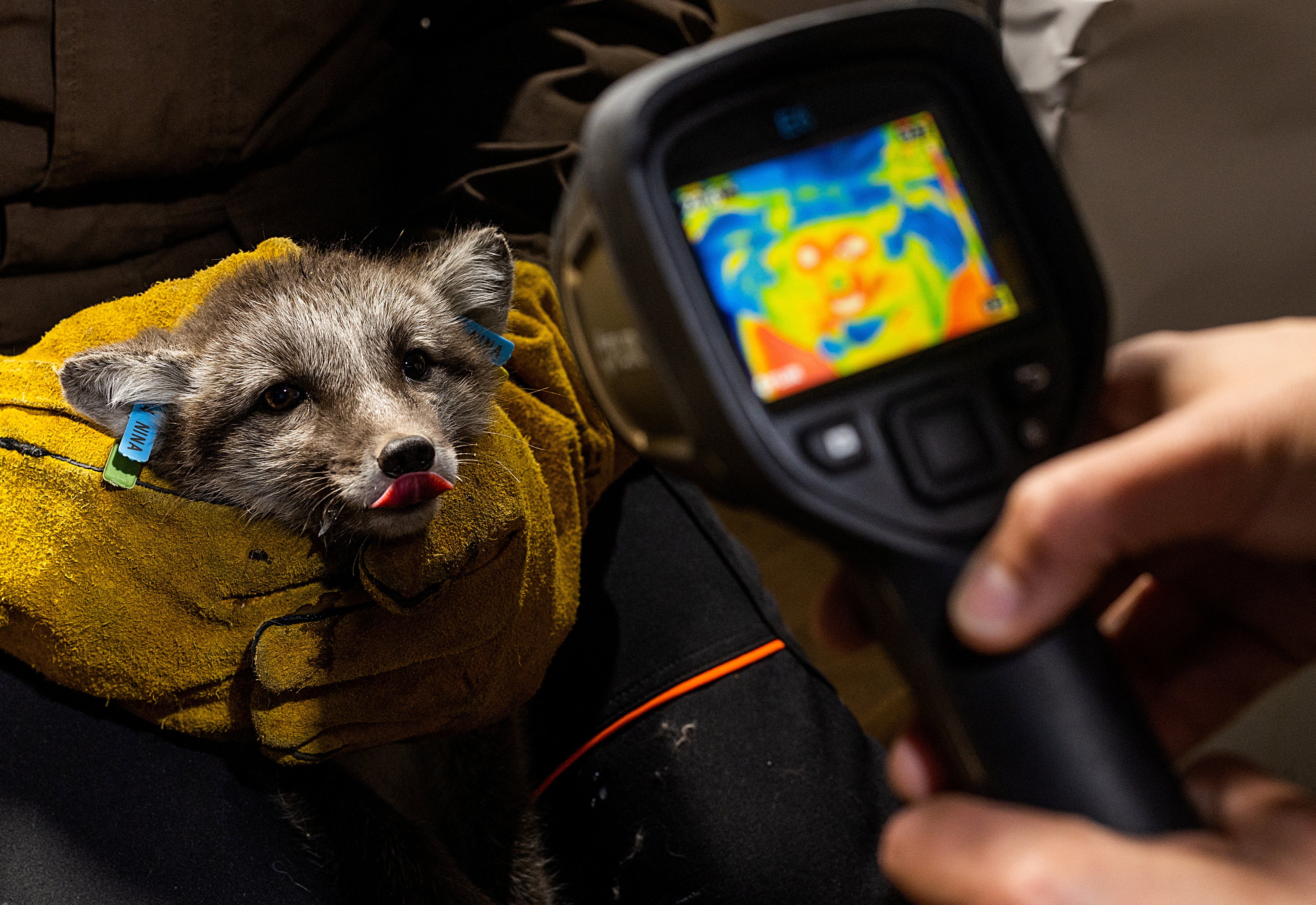 Researchers take a photo of a white Arctic fox pup with a thermographic camera