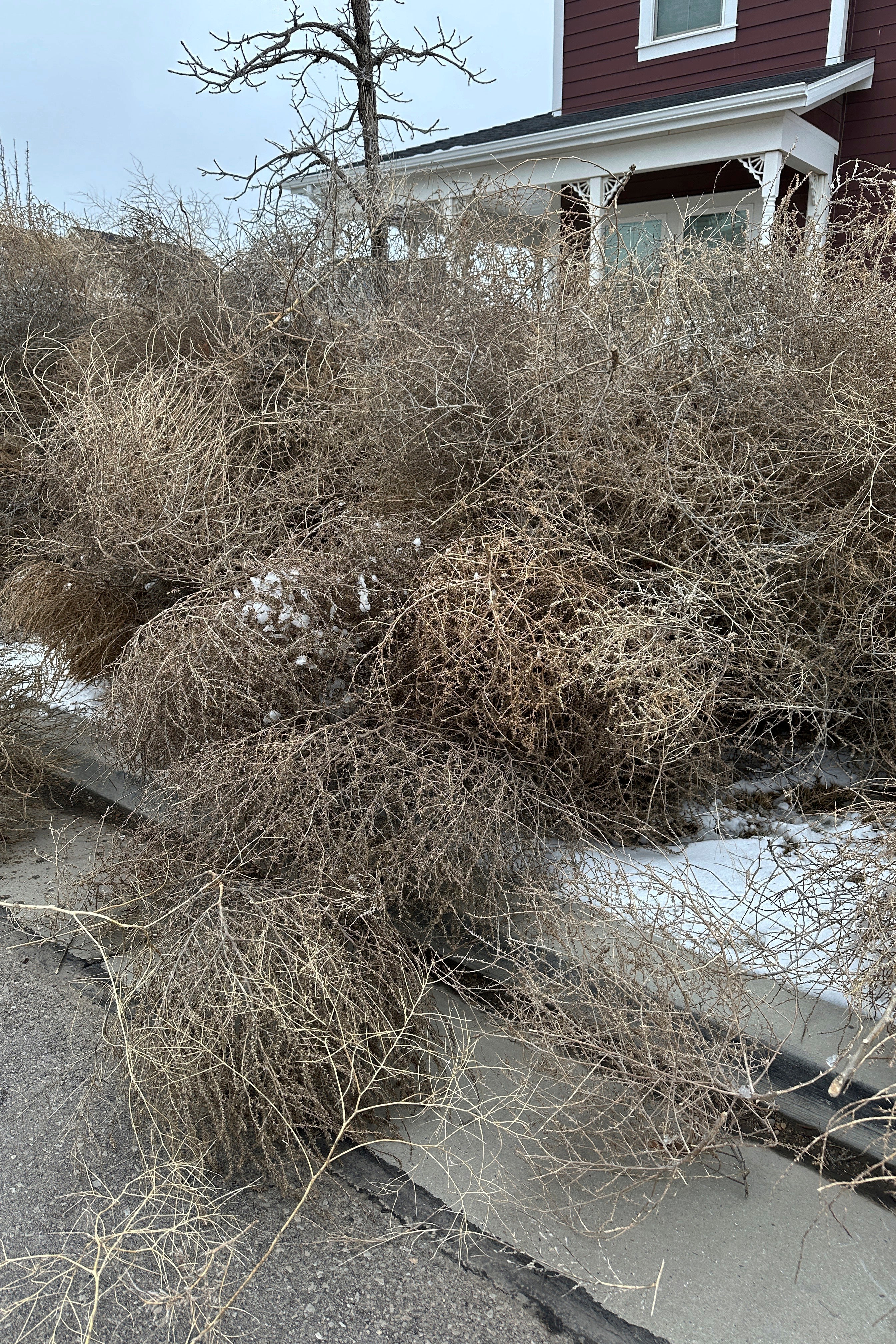 Tumbleweed Takeover