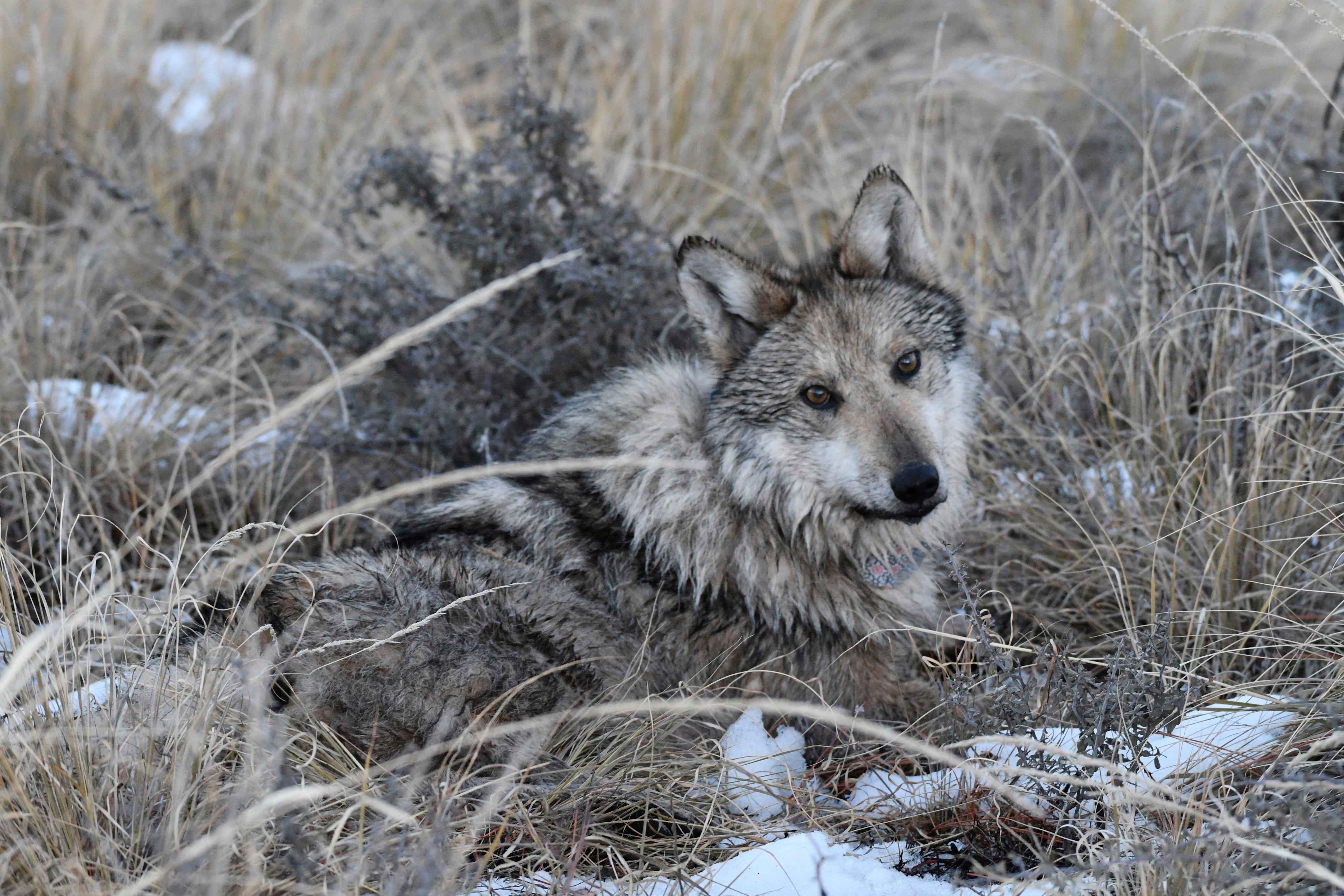 Endangered Wolves Population