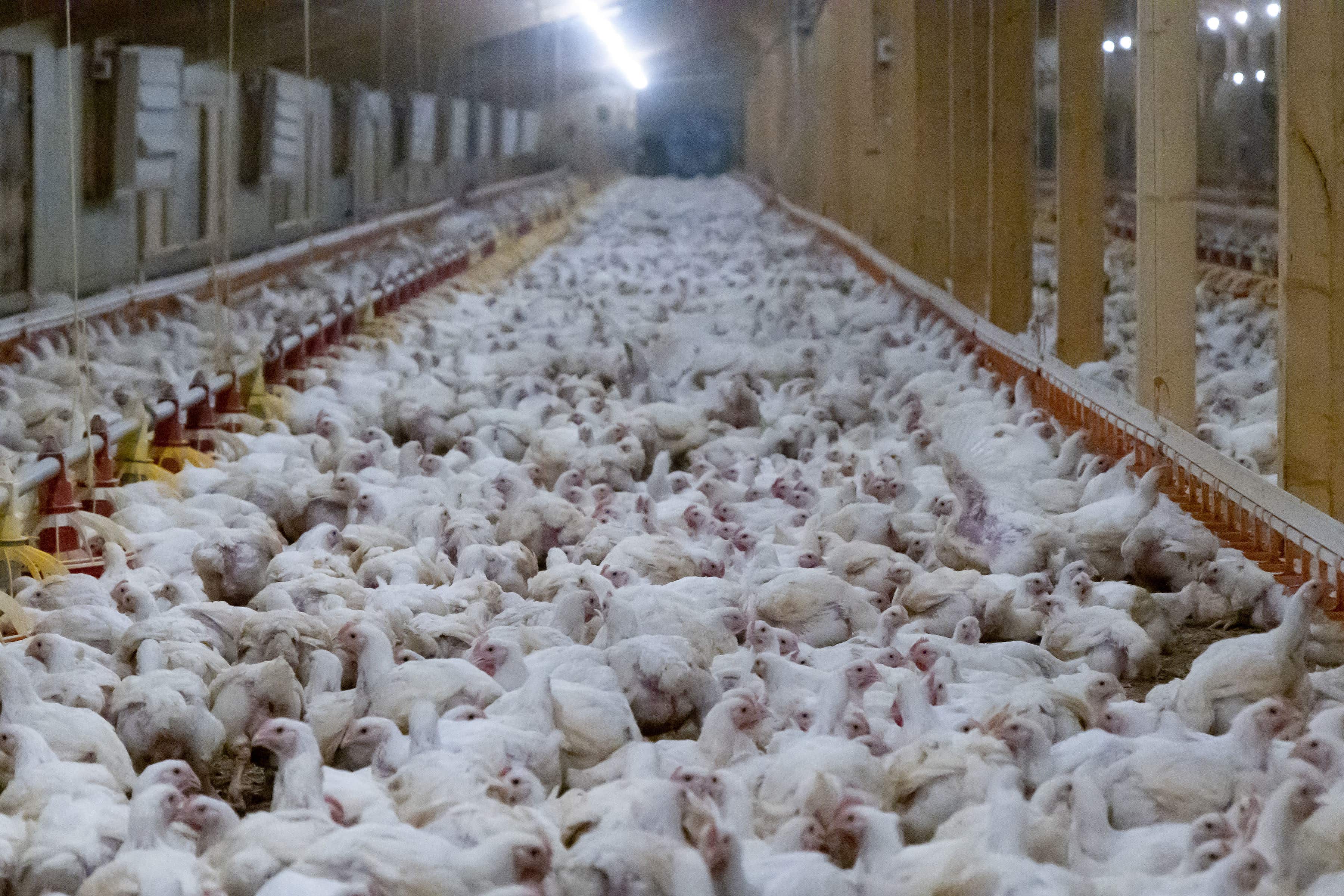 Chickens in intensive farms are bred to grow unnaturally quickly (Open Cages)