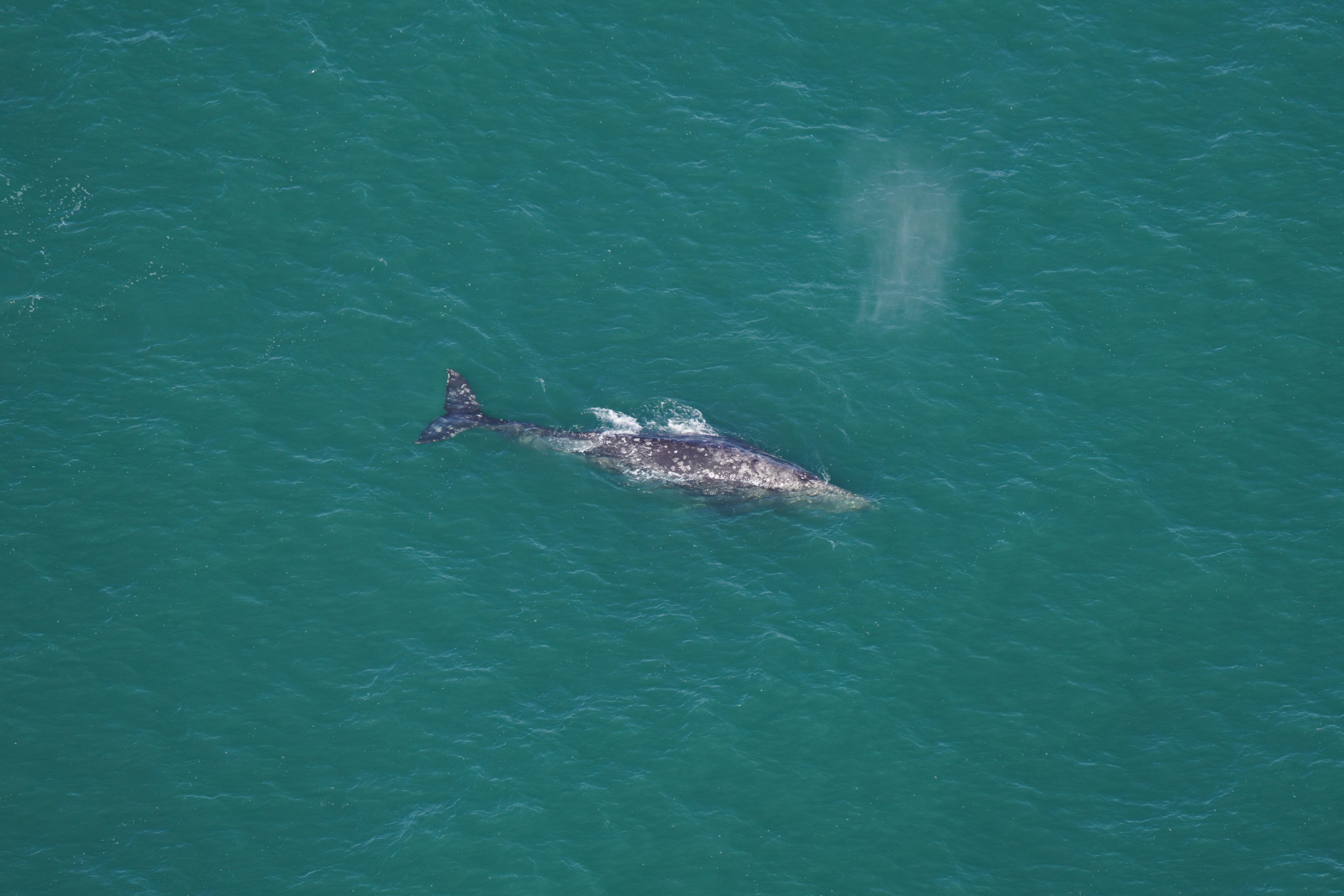 A rare grey whale seen off the Nantucket, Maine coast on 1 March 2024