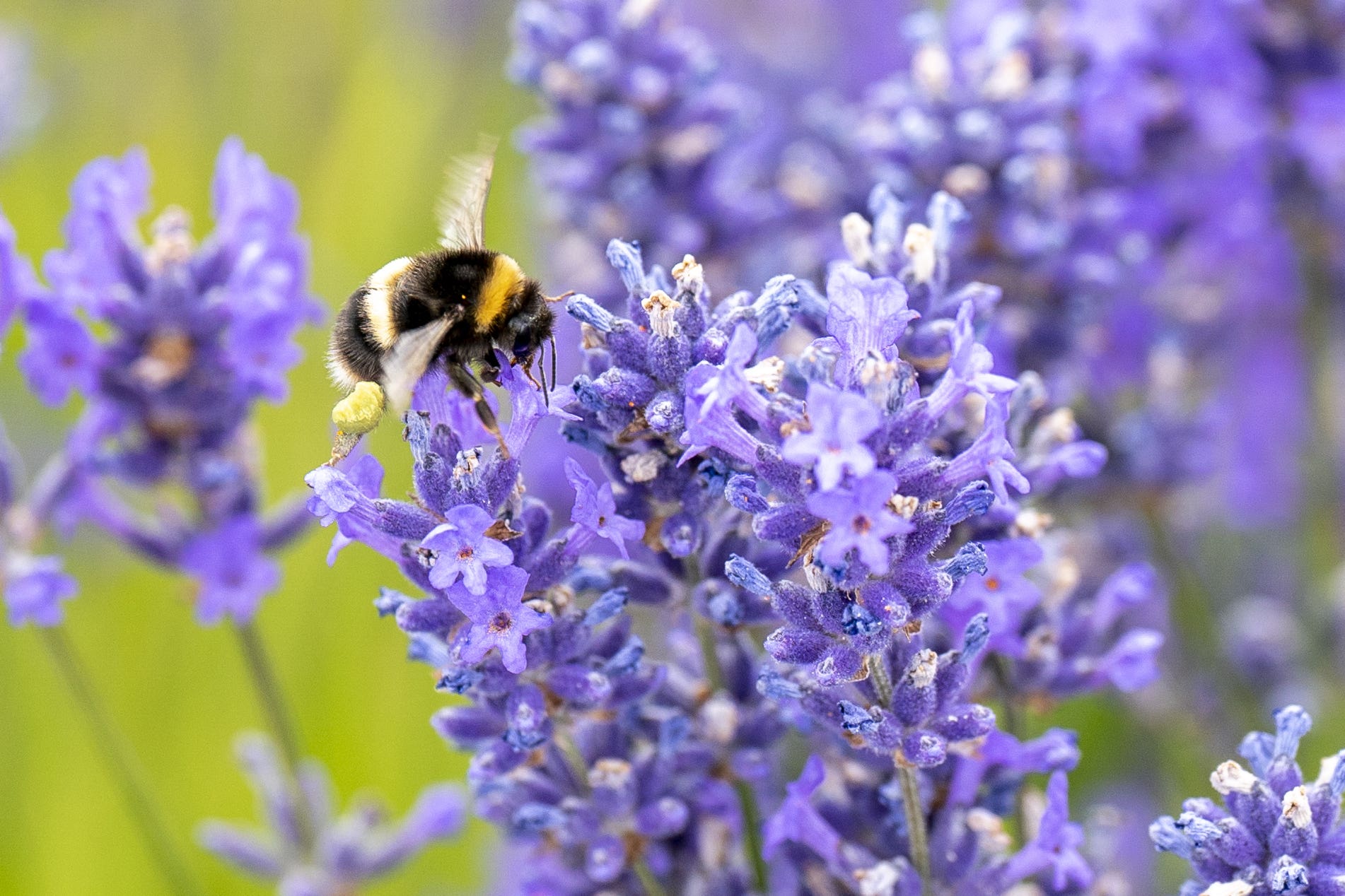 Bumblebees learn to solve complex puzzle through social interaction (Jane Barlow/PA)