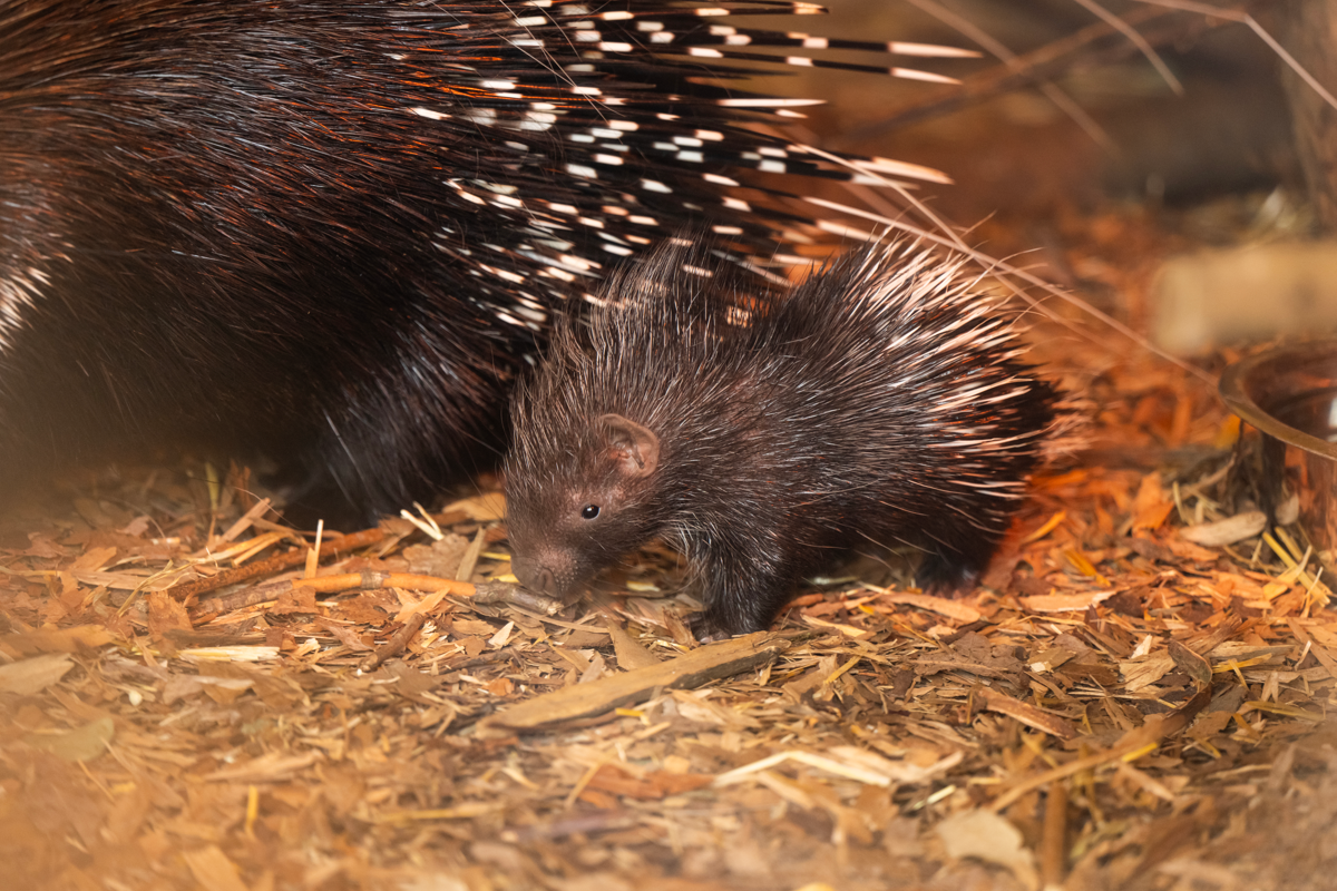 (Whipsnade Zoo/PA)