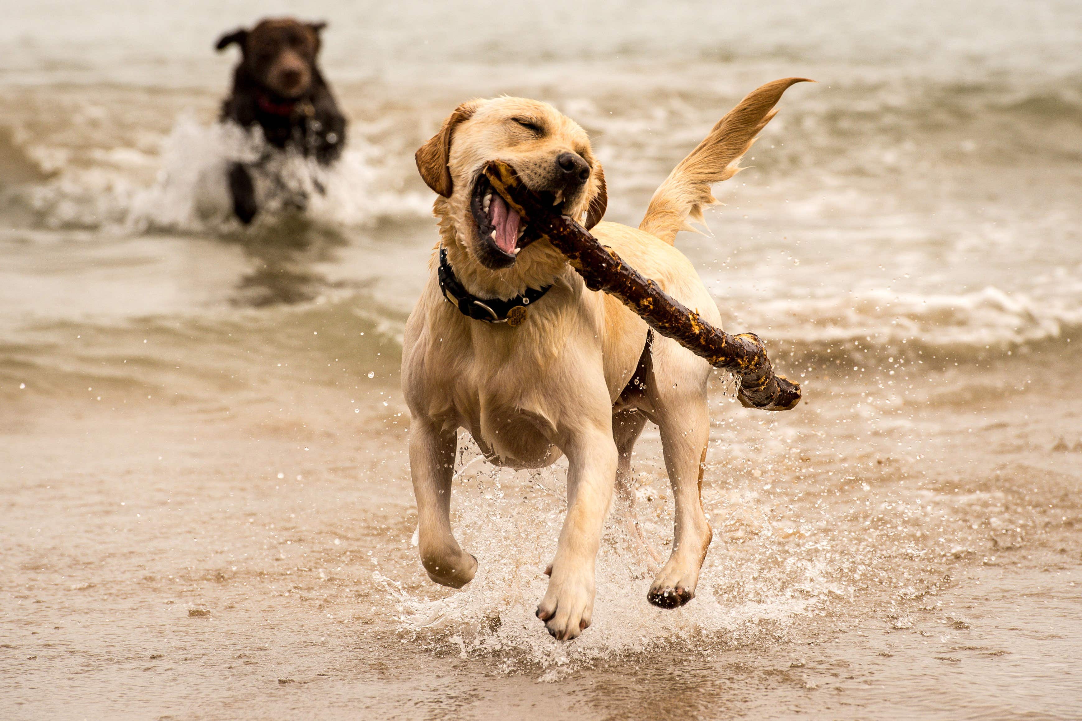 Genetic mutation in 25% of Labradors hard-wires them for obesity – study (Ben Birchall/PA)