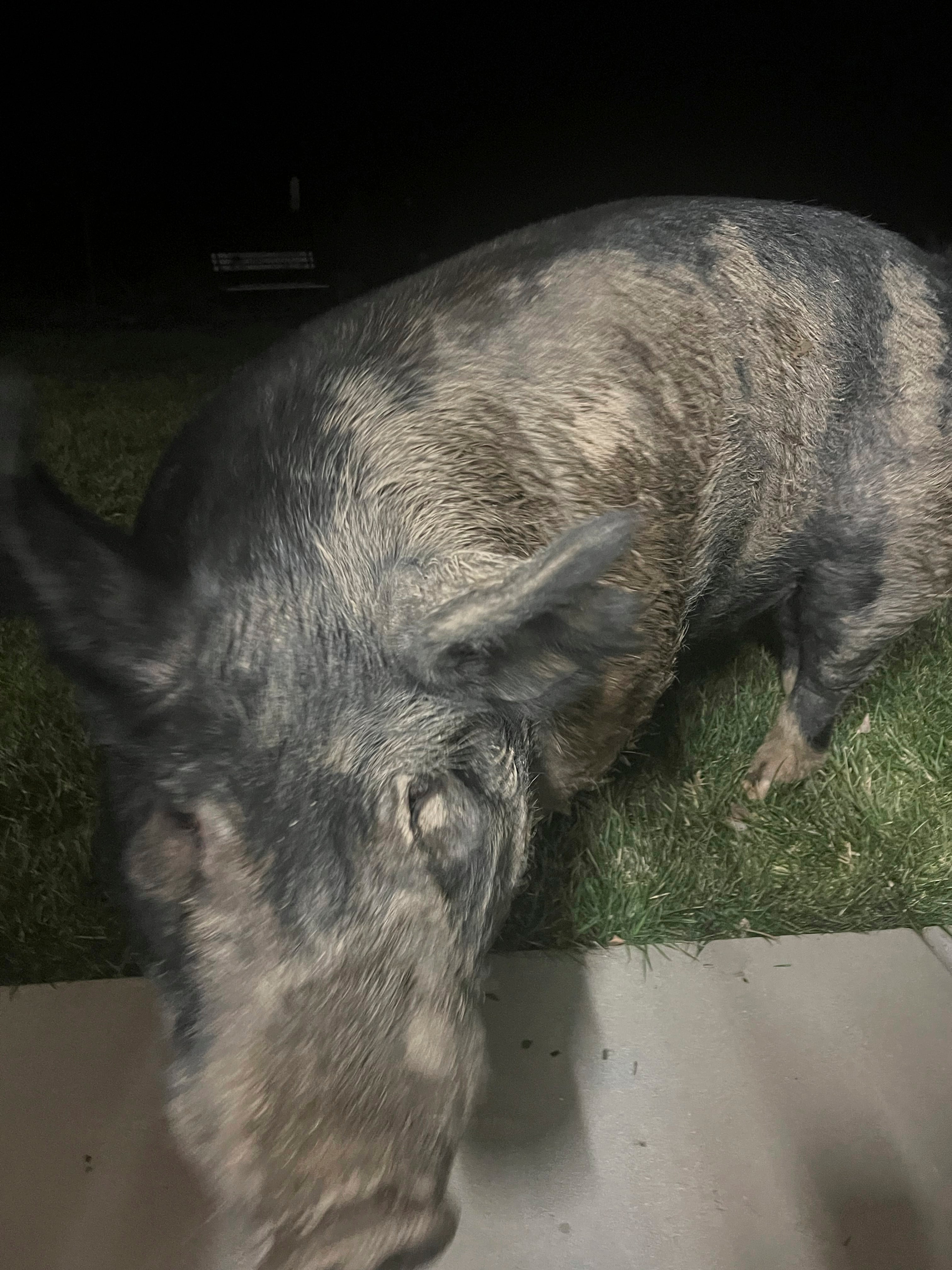 Wayward Wisconsin Pig