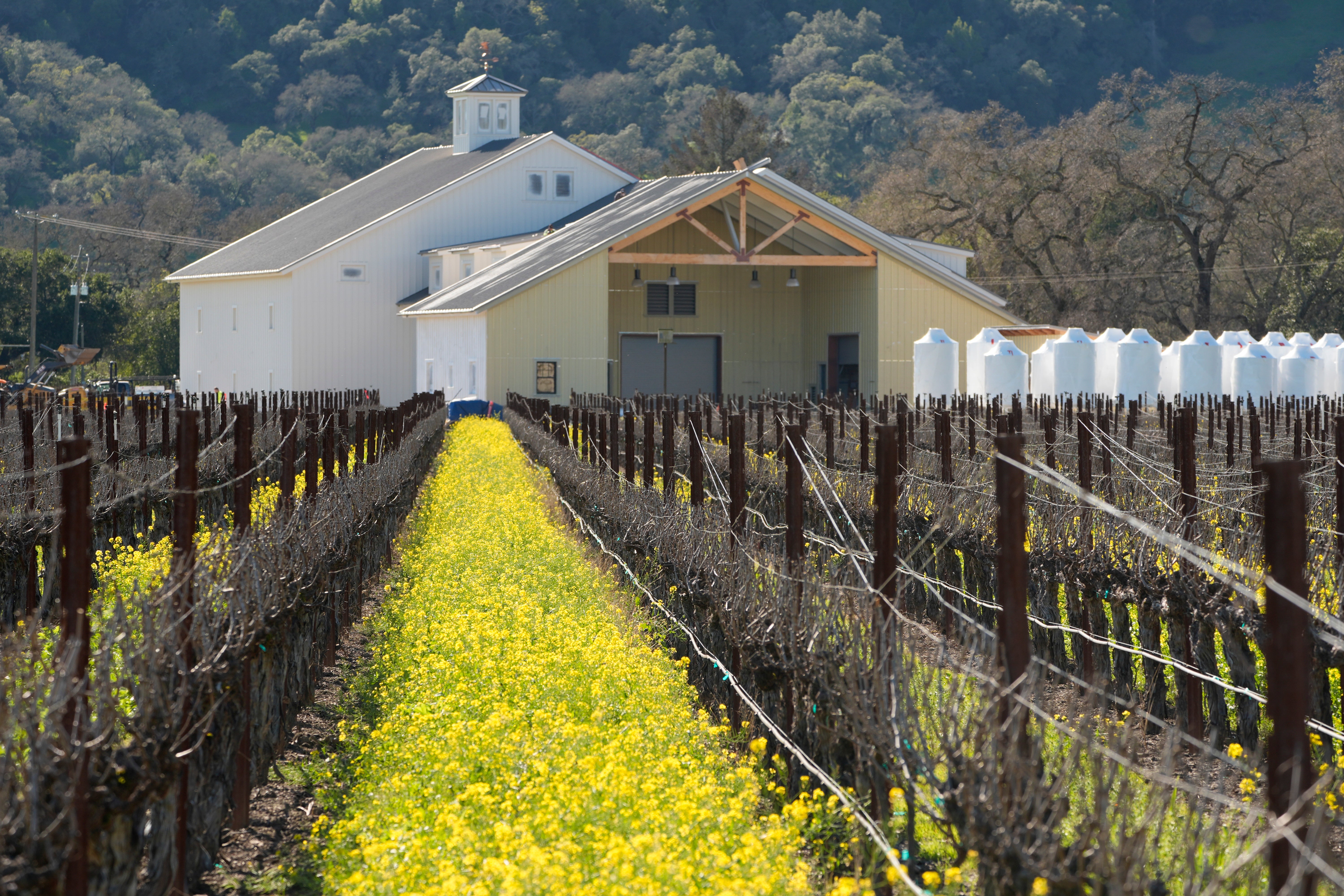 California Wine Country Mustard