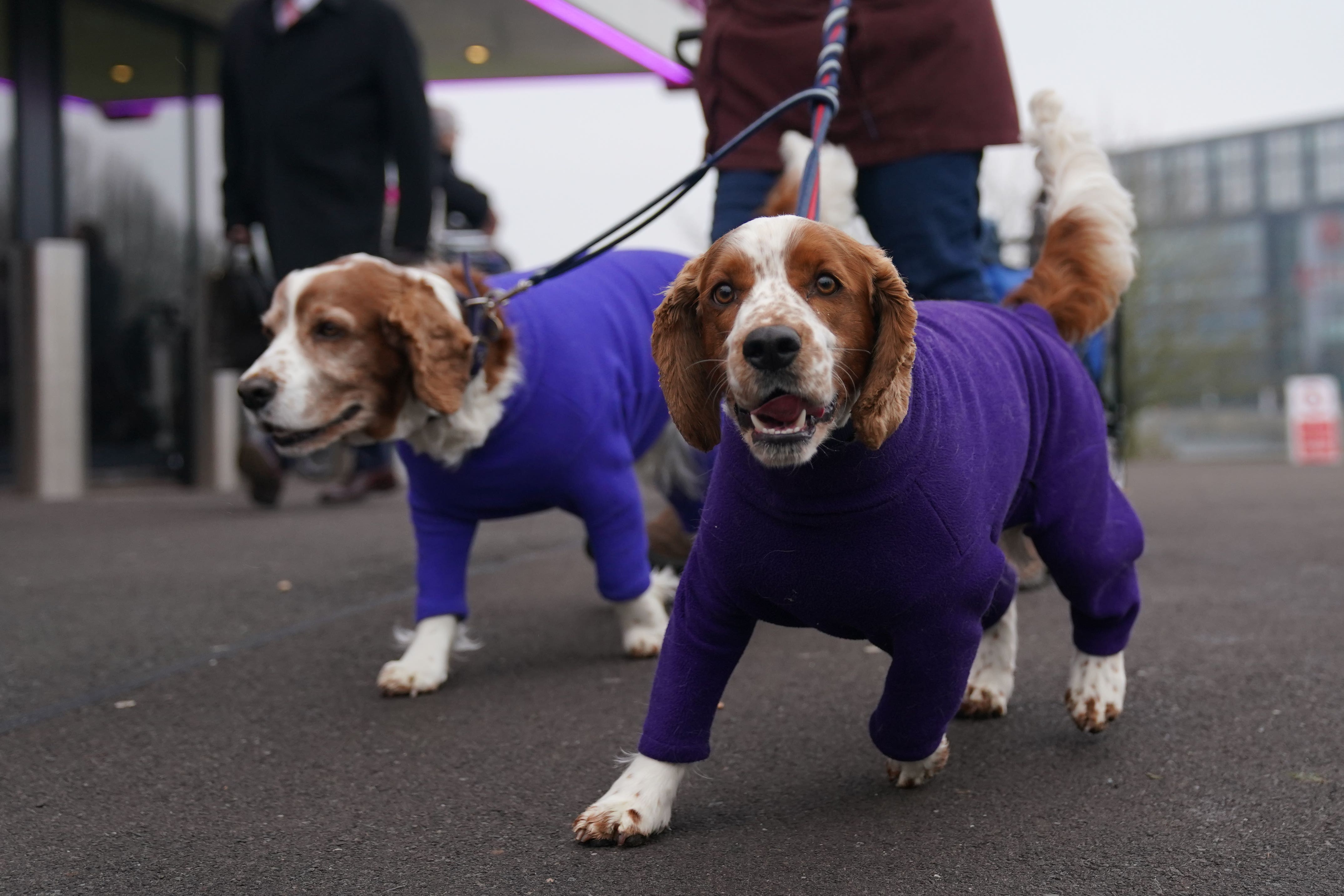 Dog and their owners have arrived at the National Exhibition Centre in Birmingham for the first day of Crufts (Jacob King/PA)