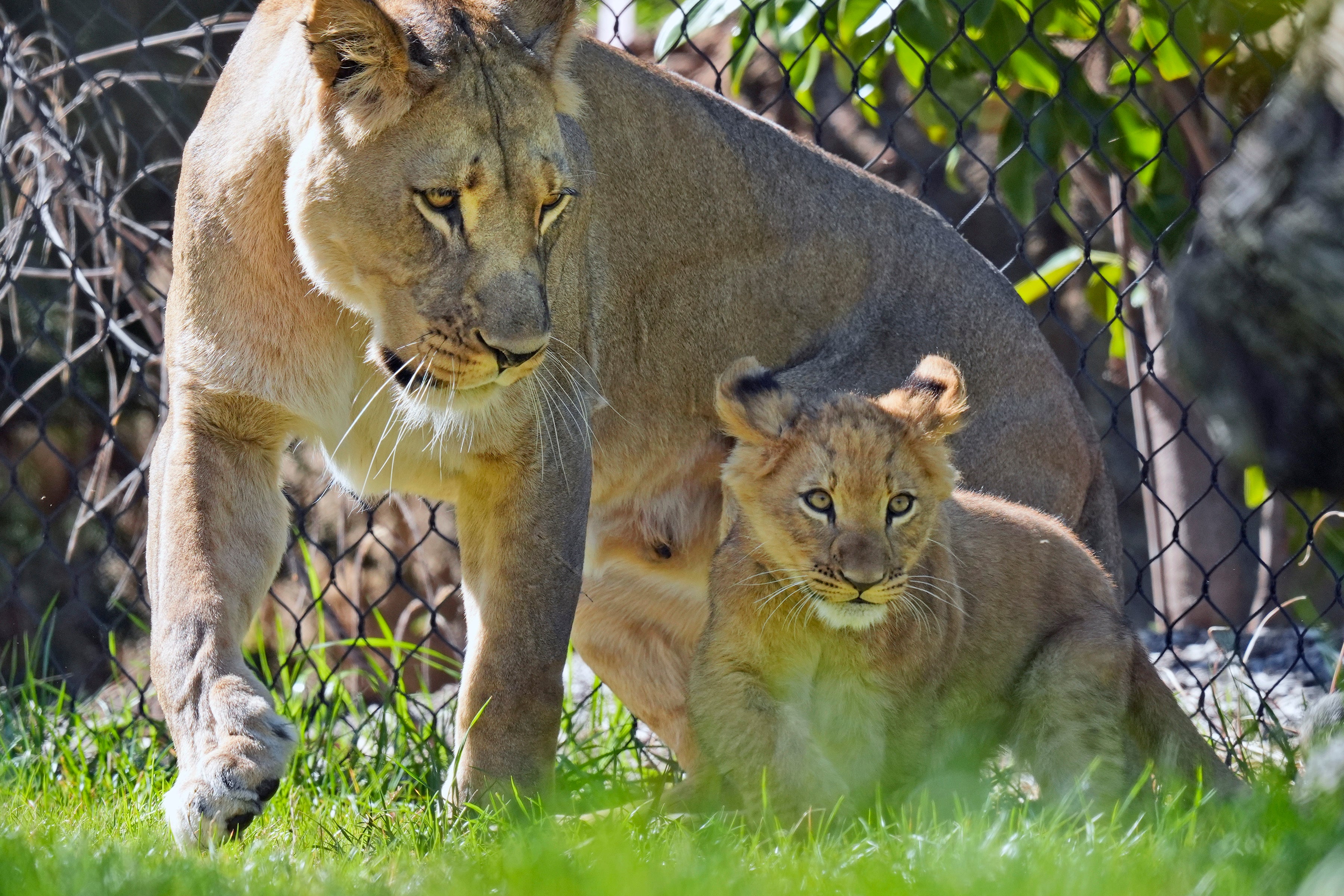Total Solar Eclipse Animal Behavior