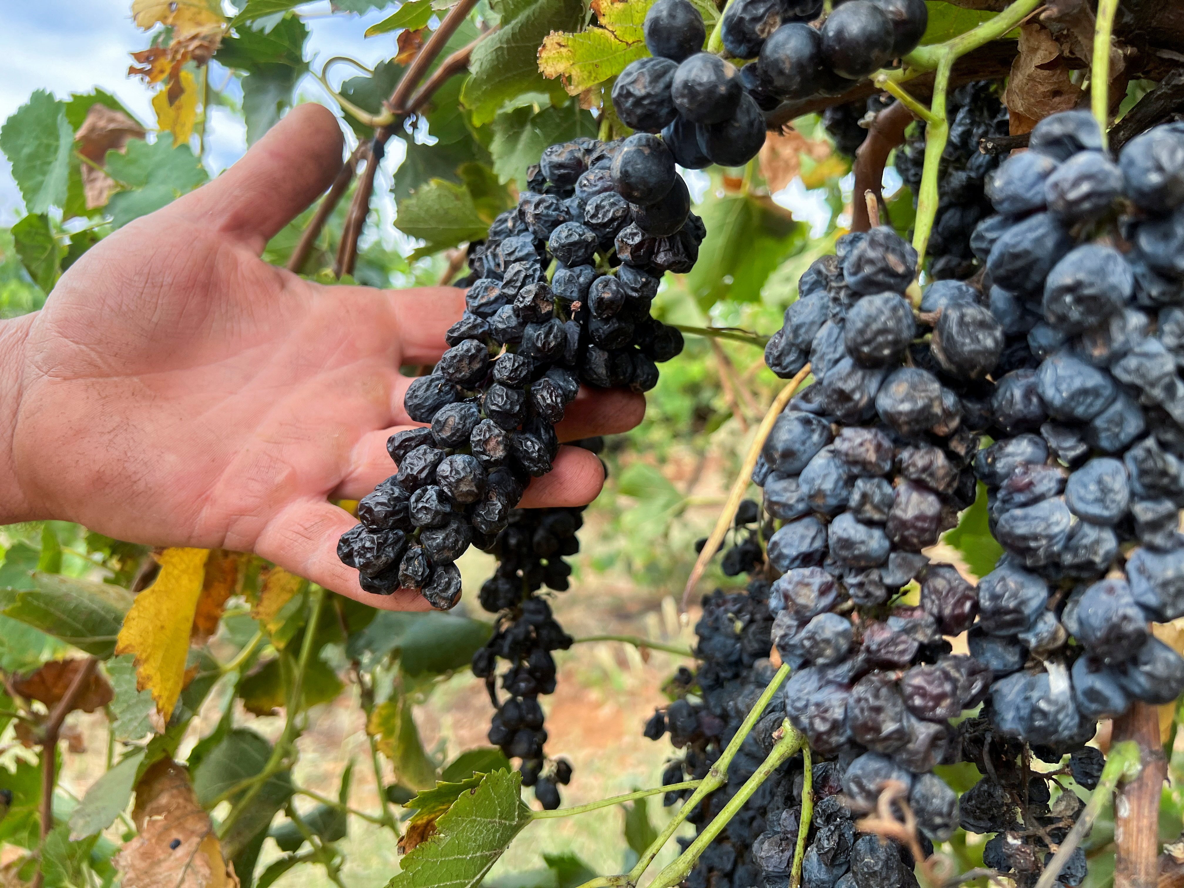 Farmer James Cremasco cradles unpicked and shrivelled grapes near the town of Griffith in southeast Australia, February 26,