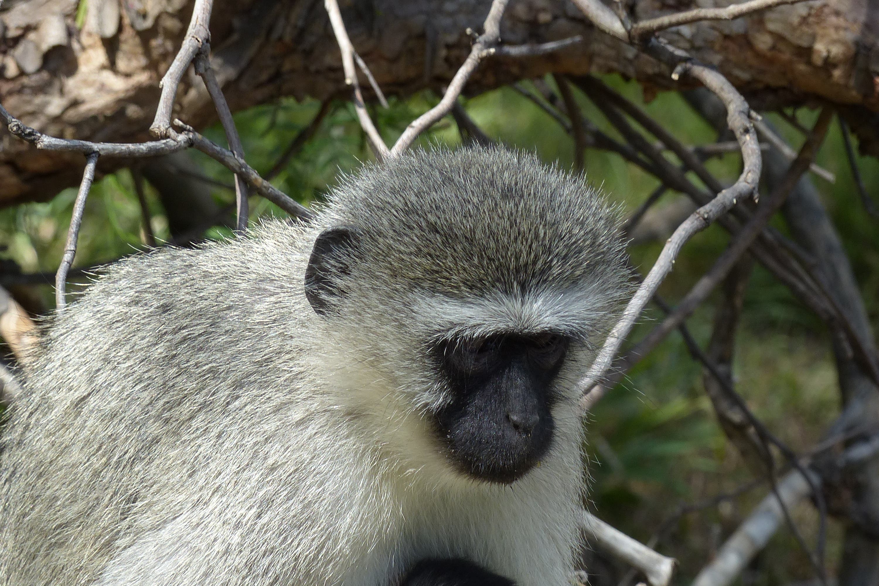 Vervet monkey mothers shown to put babies at risk during drought (Chris Young/Nottingham Trent University)