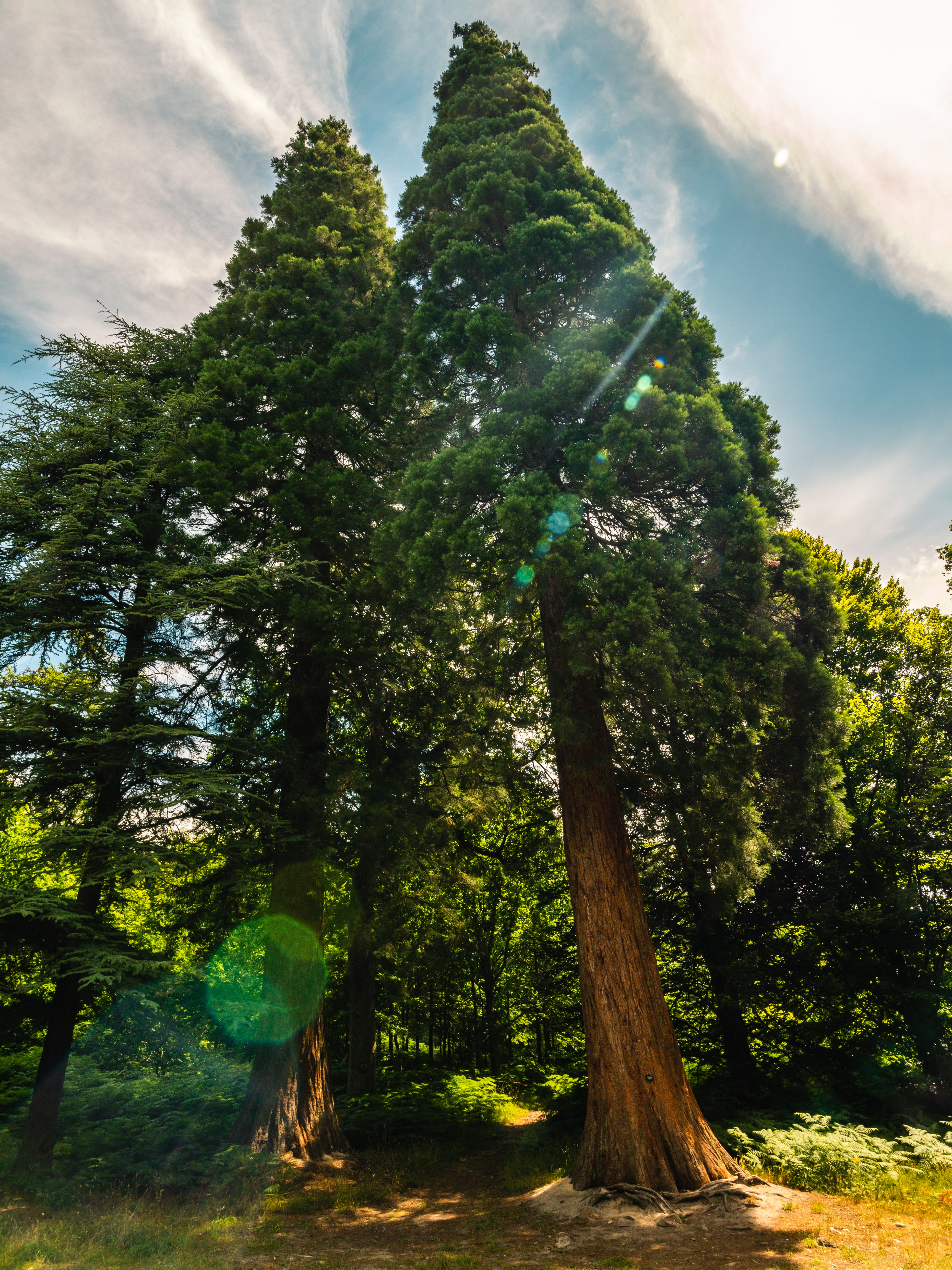 A 3D laser scan of a Giant Sequoia