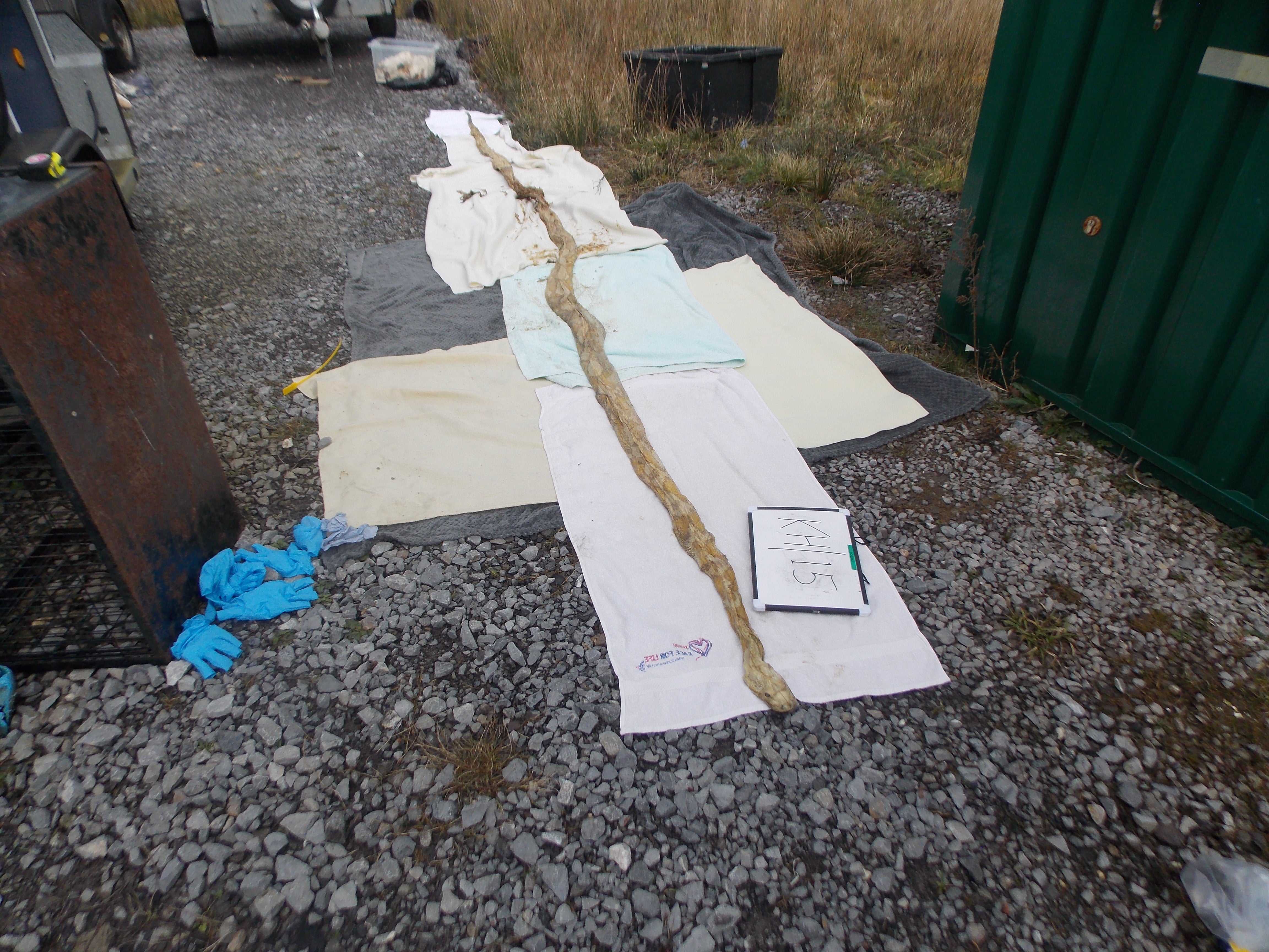 More than two dozen snakes, including one which is 17-foot long, have been found dead in rural Wales