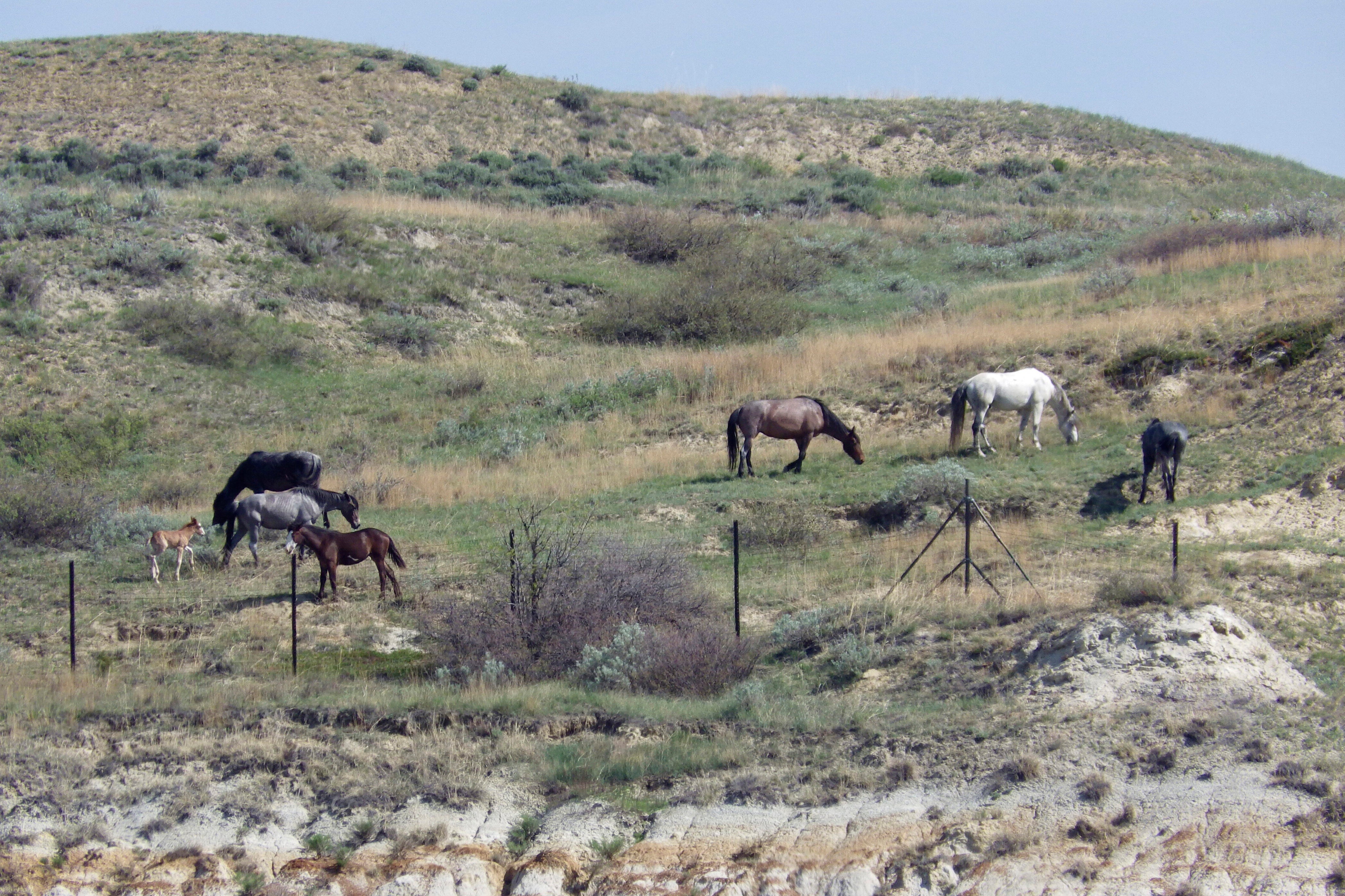 Wild Horses North Dakota