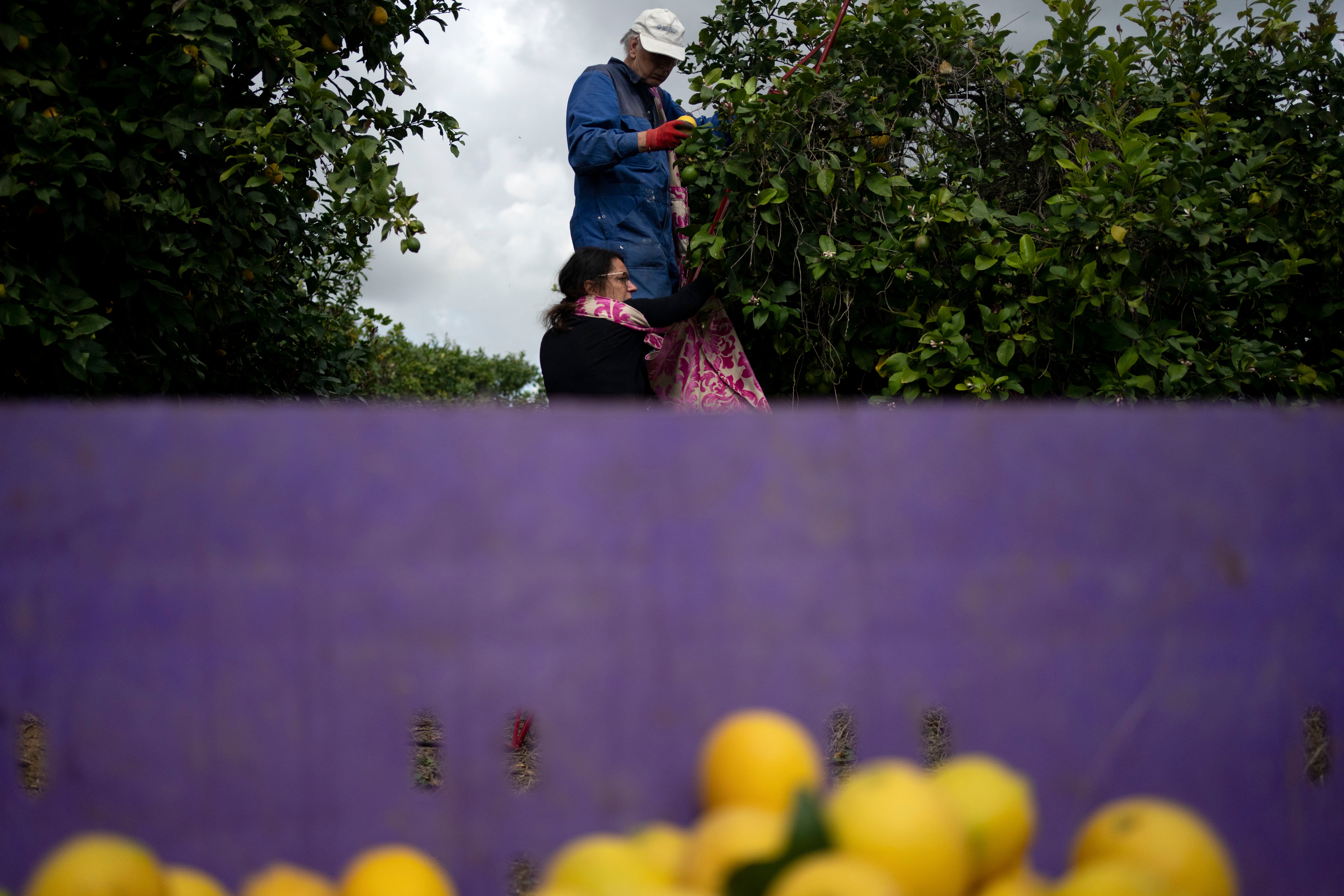 Israel Palestinians Evangelicals