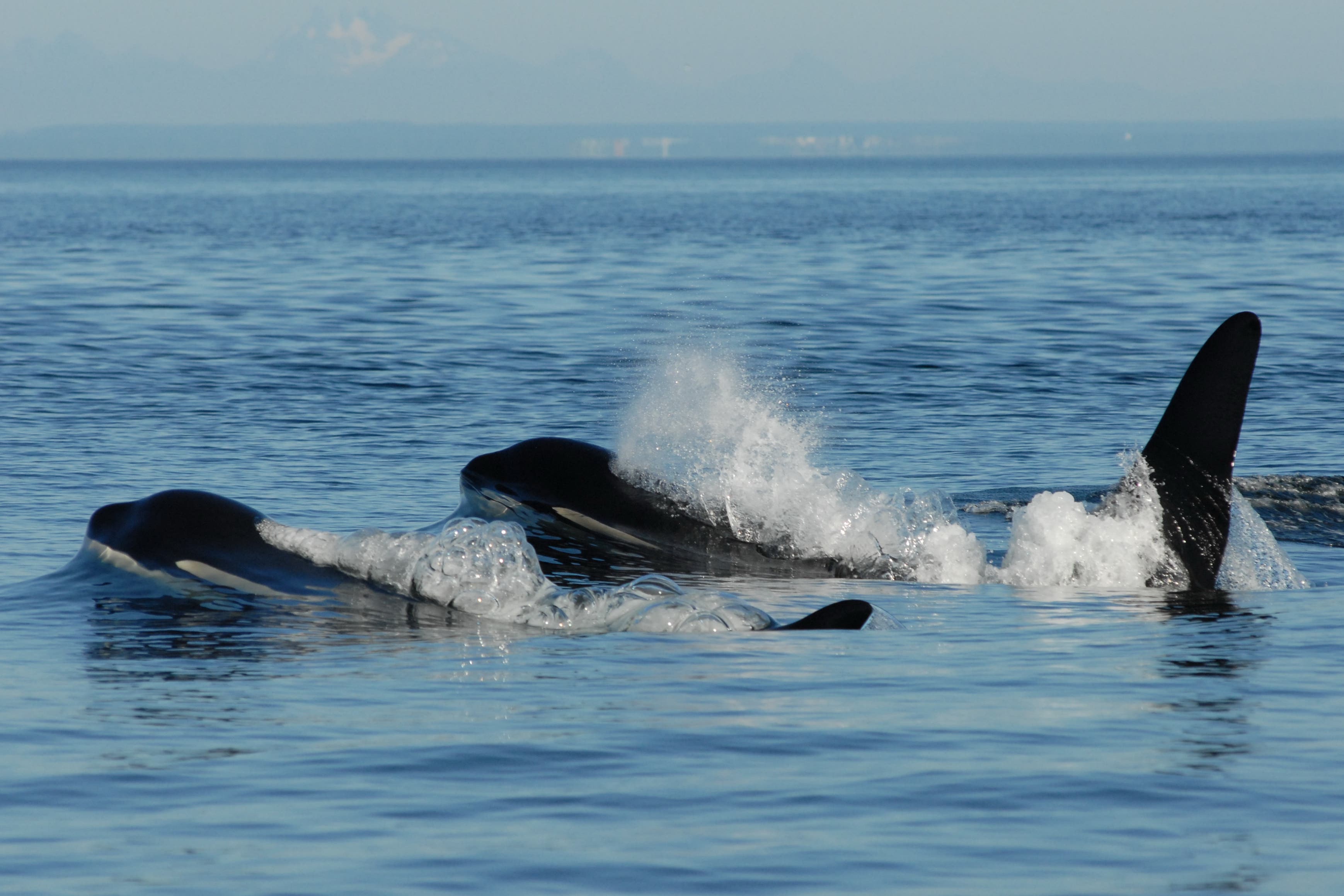 A post-reproductive mother whale with her son (David Ellifrit/Centre for Whale Research/PA)