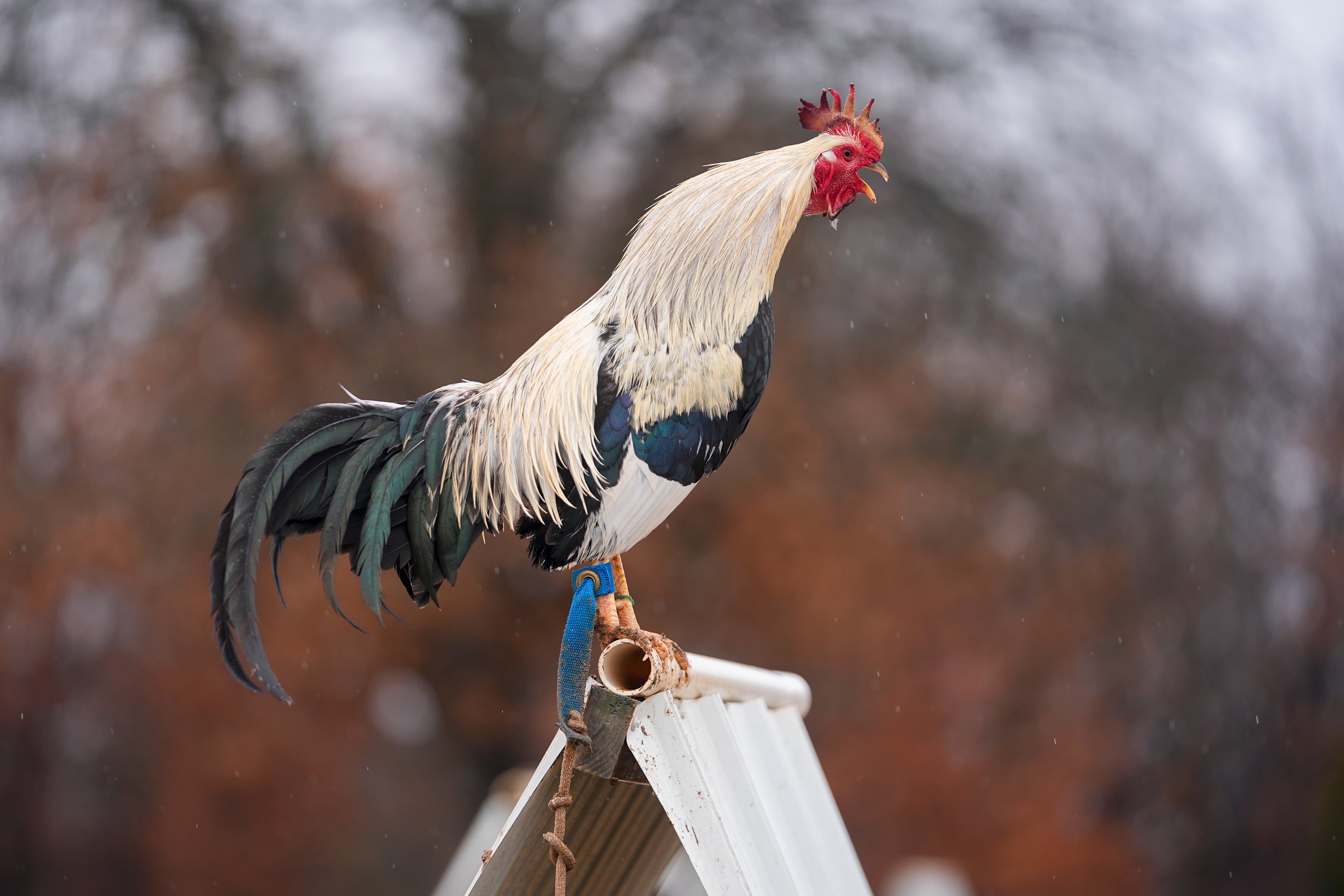 Cockfighting Oklahoma