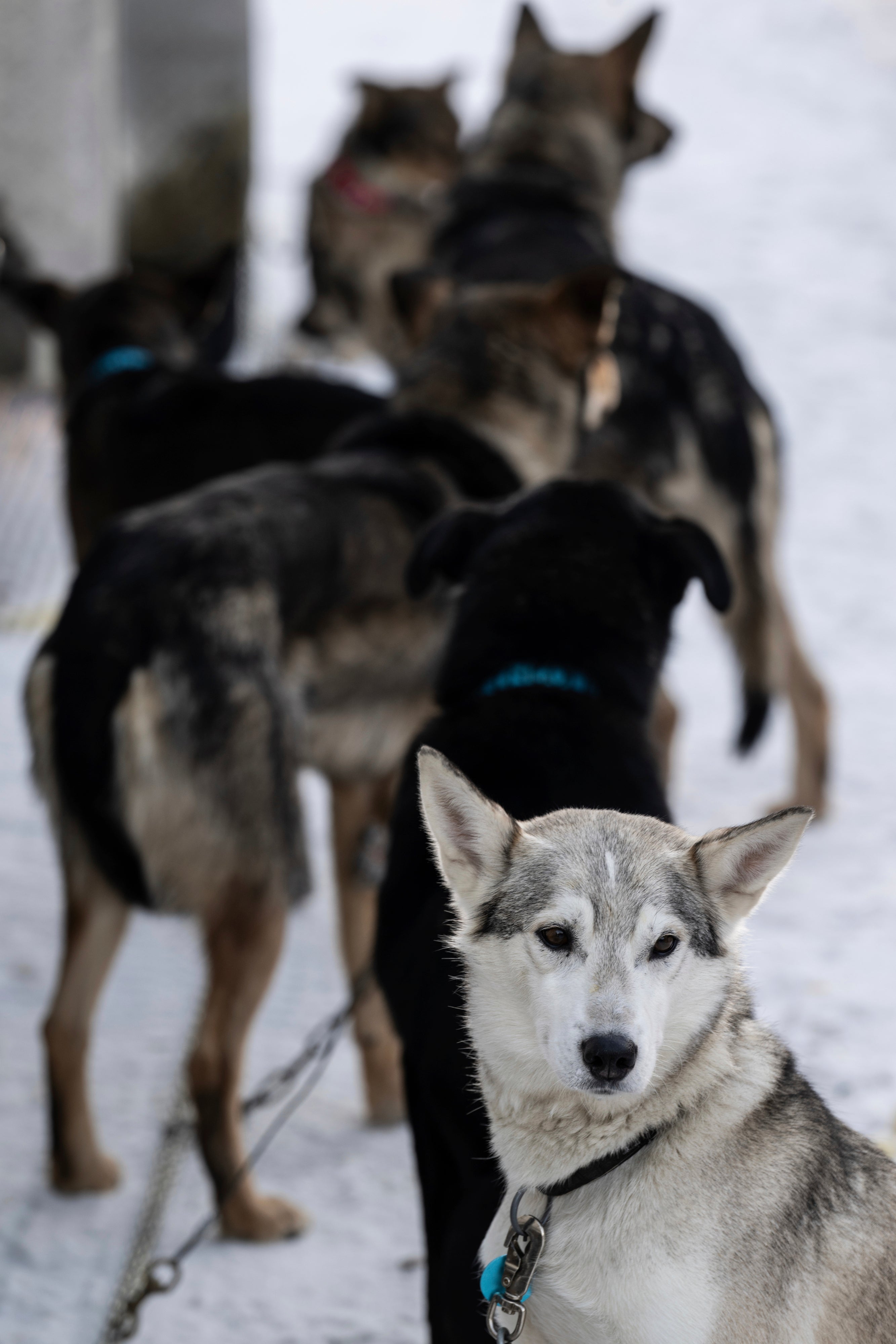 Iditarod Dog Deaths