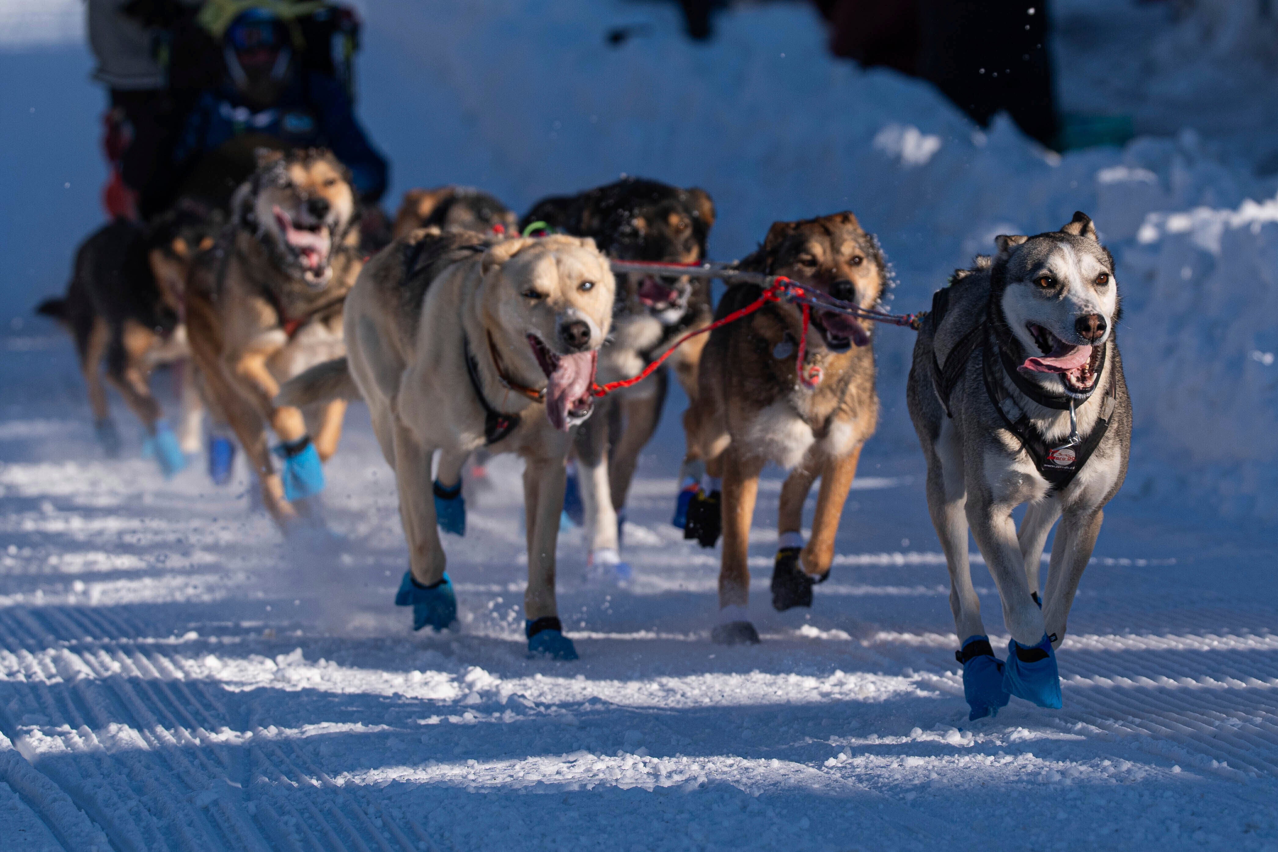 Iditarod Dog Deaths