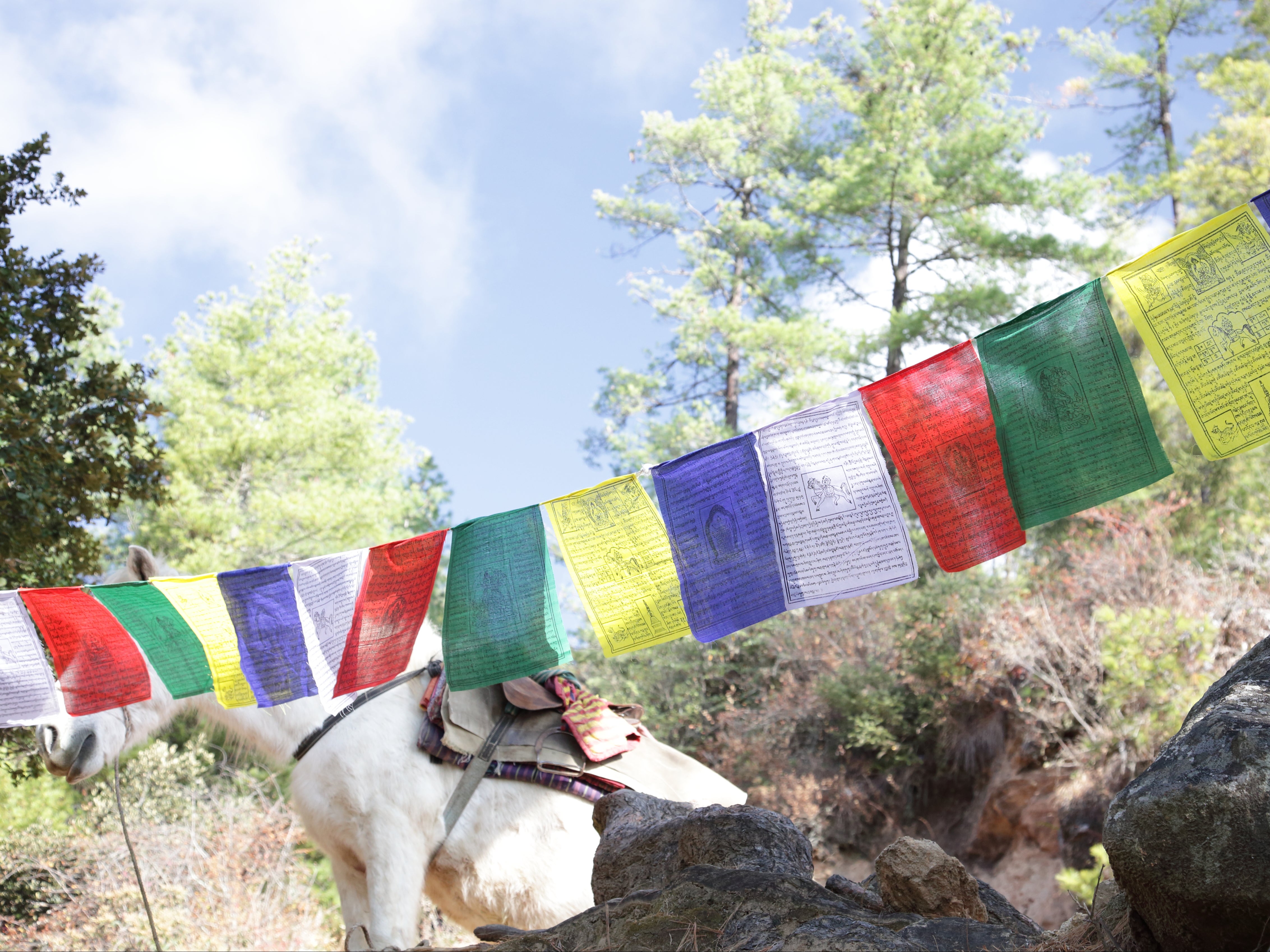 A horse for hire on the journey up to Tiger’s Nest Monastery