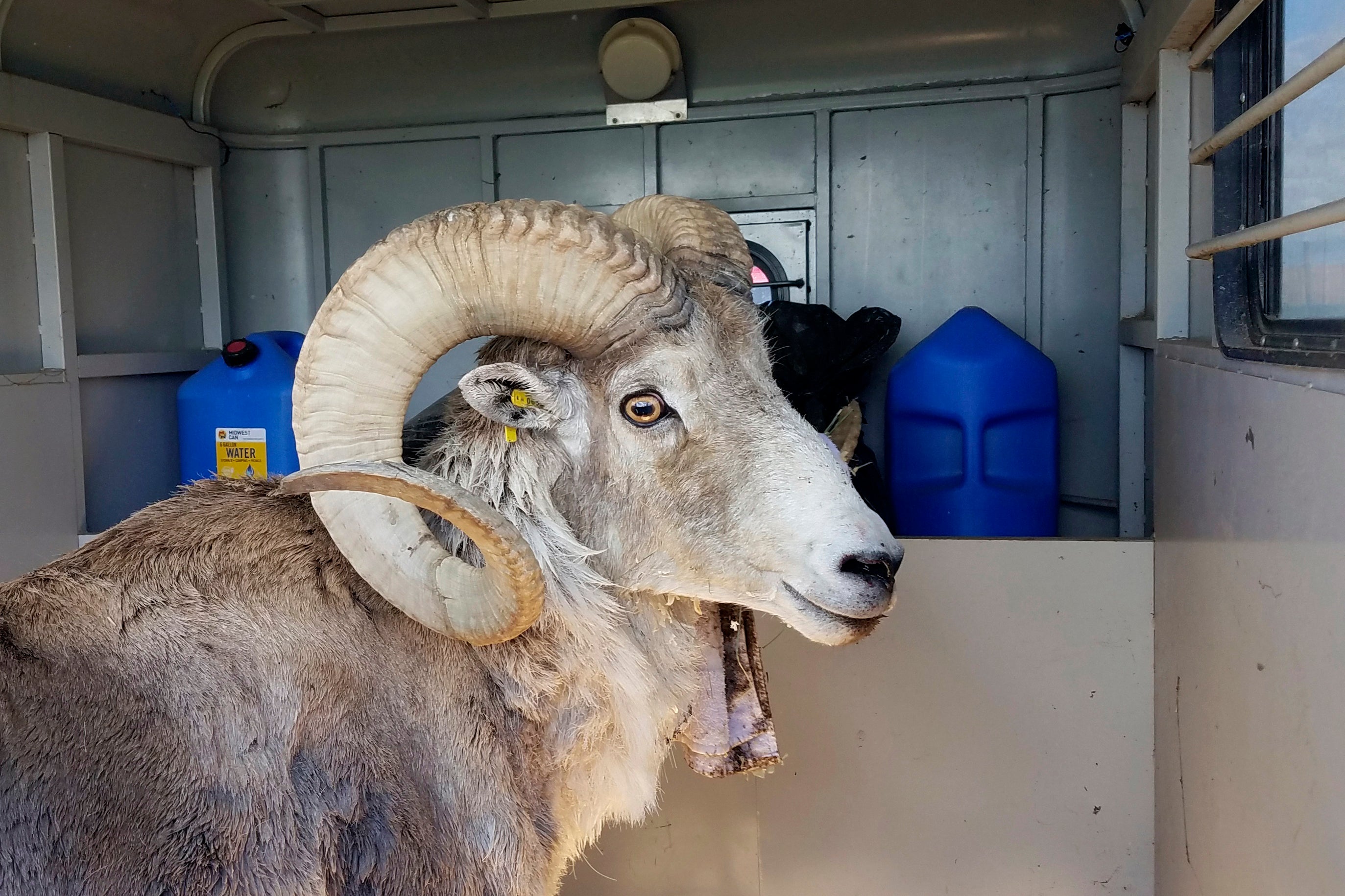 A sheep nicknamed Montana Mountain King that was part of unlawful scheme to create large, hybrid species of wild sheep for sale to hunting preserves in Texas