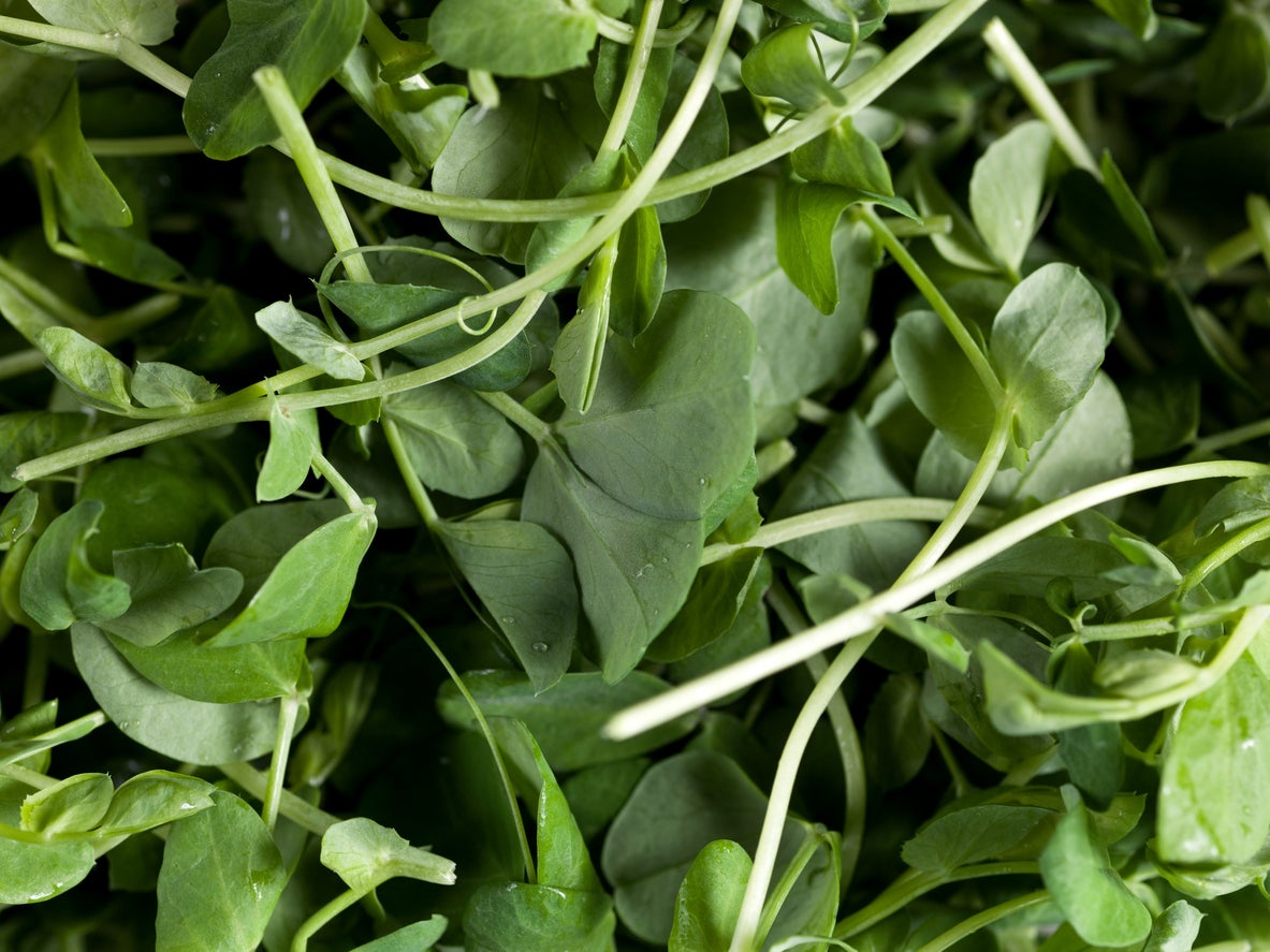 Watercress can easily be cultivated at home