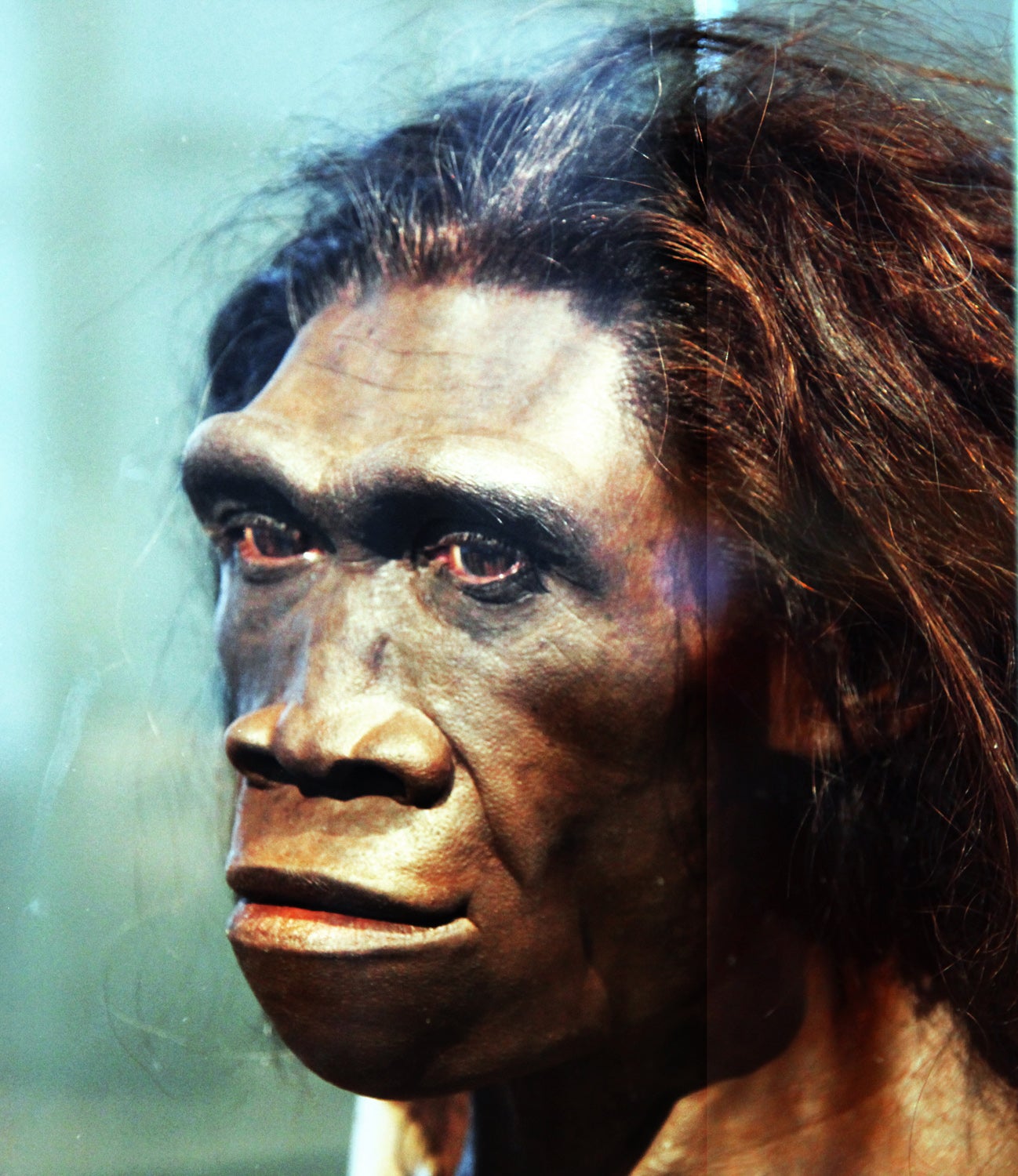 An artist’s recreation of Homo erectus, now thought to have developed humanity’s first rudimentary language around 1.6 million years ago