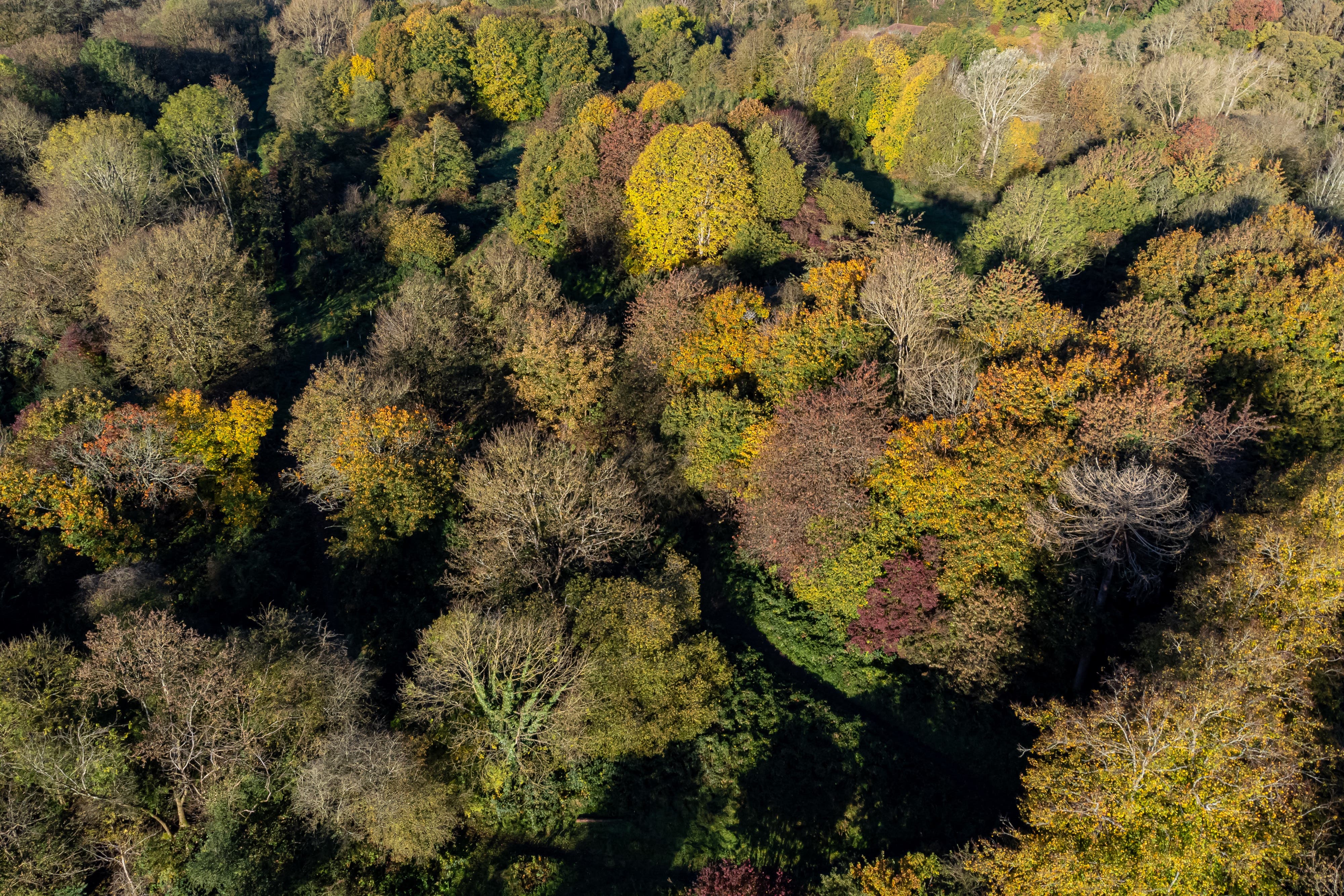 The morning sun strikes trees at Conham River Park near Bristol (Ben Birchall/PA)