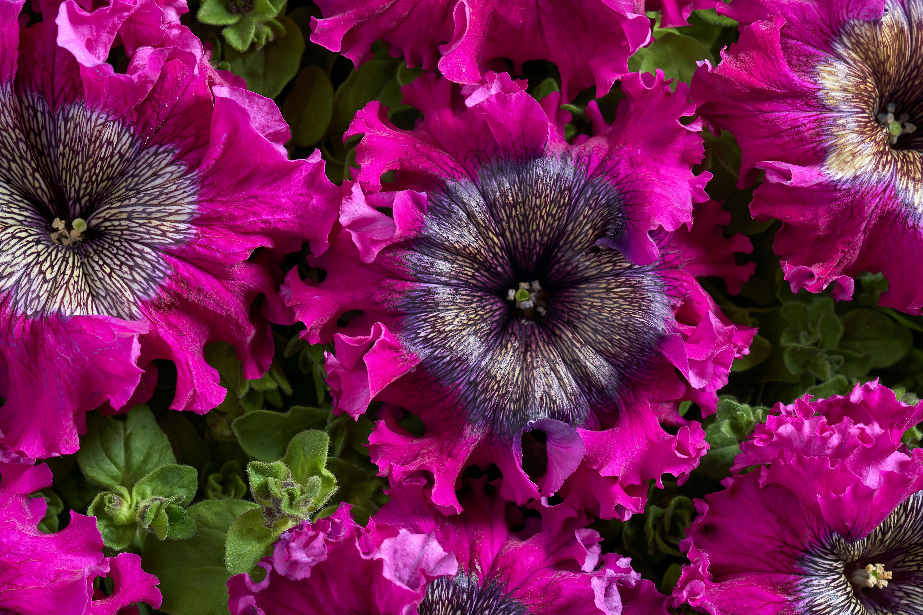 Gardening-New Plants and Flowers