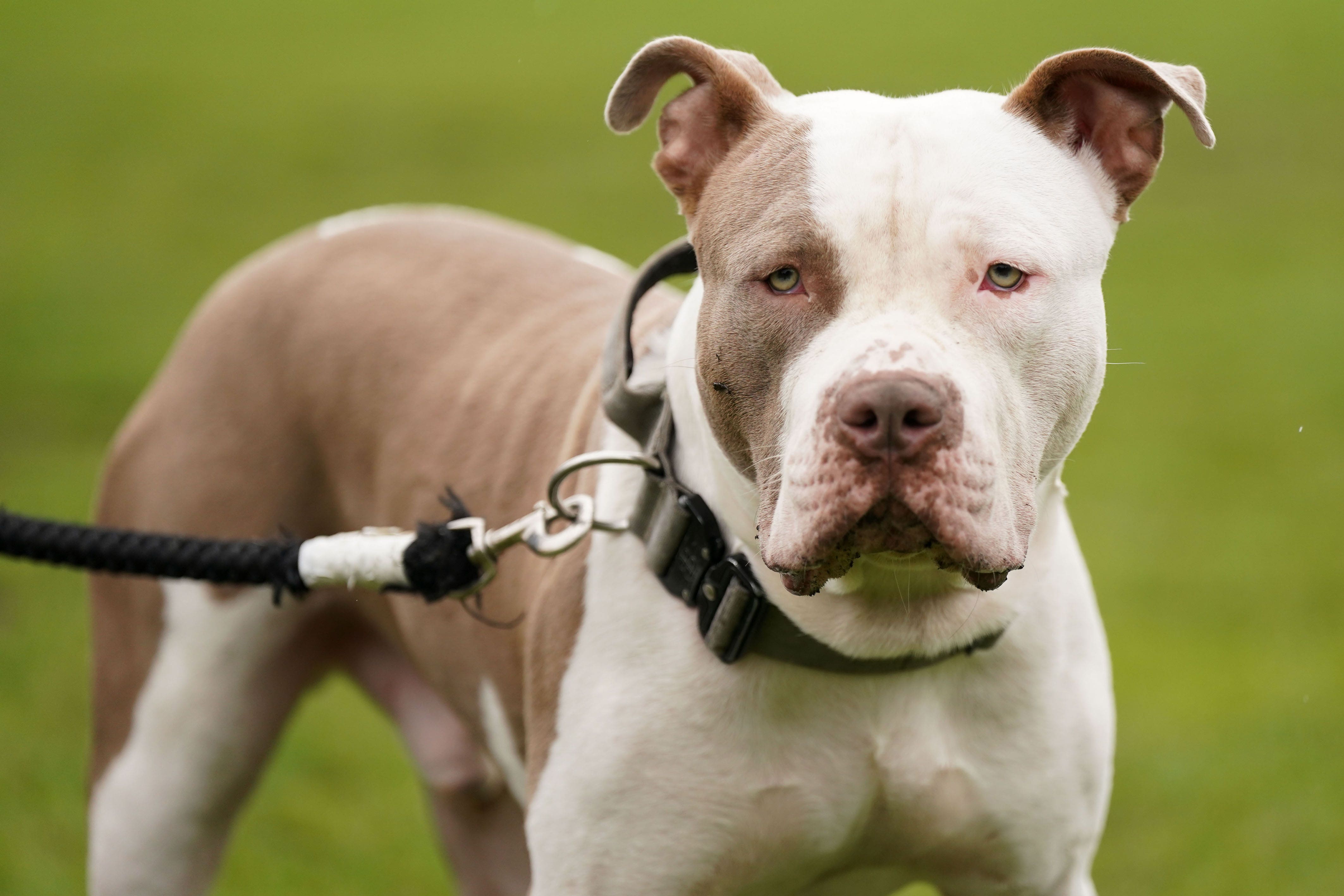 A dog believed to be an XL bully has been shot by police after four people were hurt in south London (Jacob King/PA)