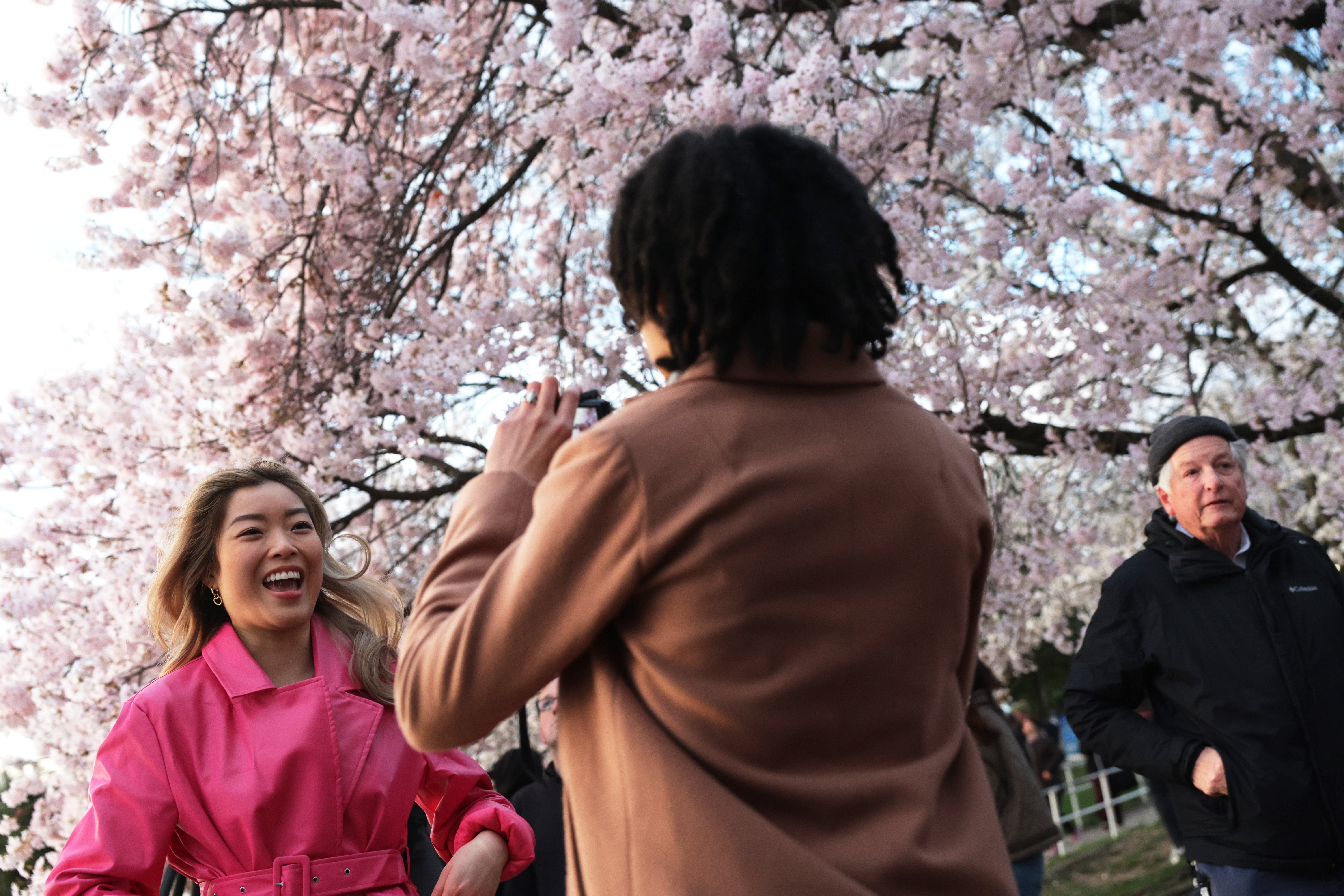 Visitors enjoy cherry trees in full bloom at the Tidal Basin on March 19, 2024 in Washington, DC