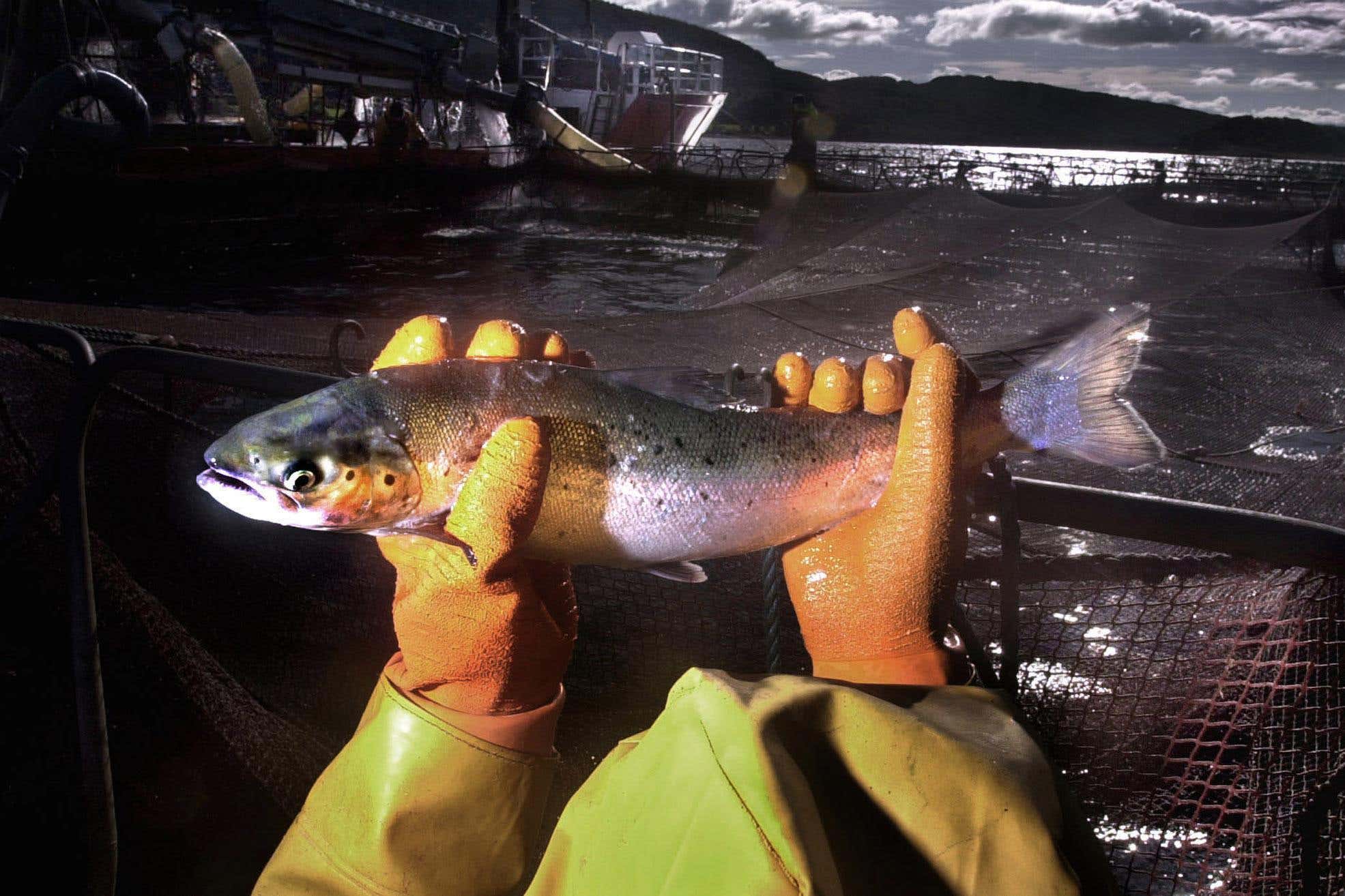 Fish fed to farmed salmon should be part of our diet, study suggests