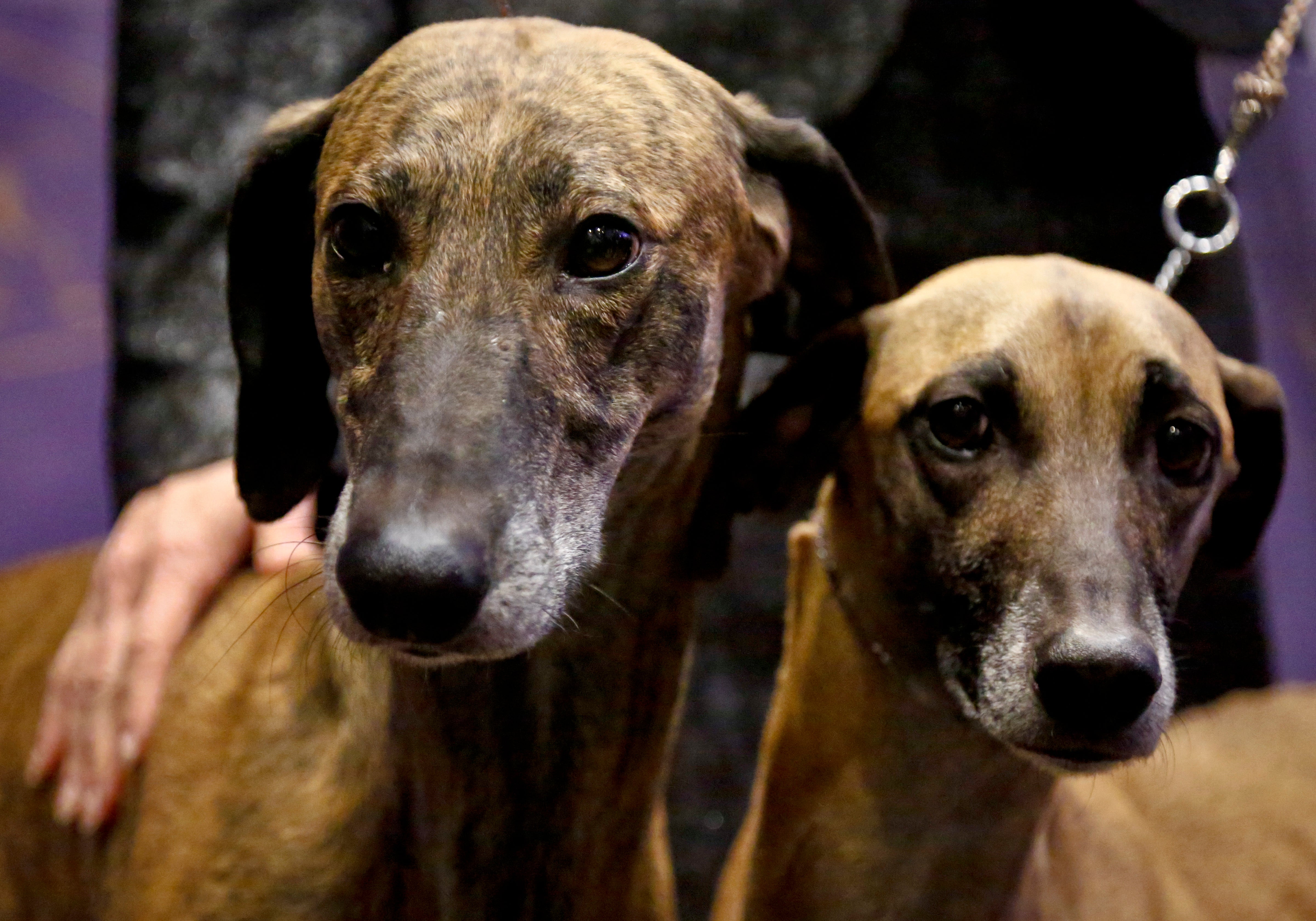 Toby, 5, left, and Izzy, 4, both sloughi dogs