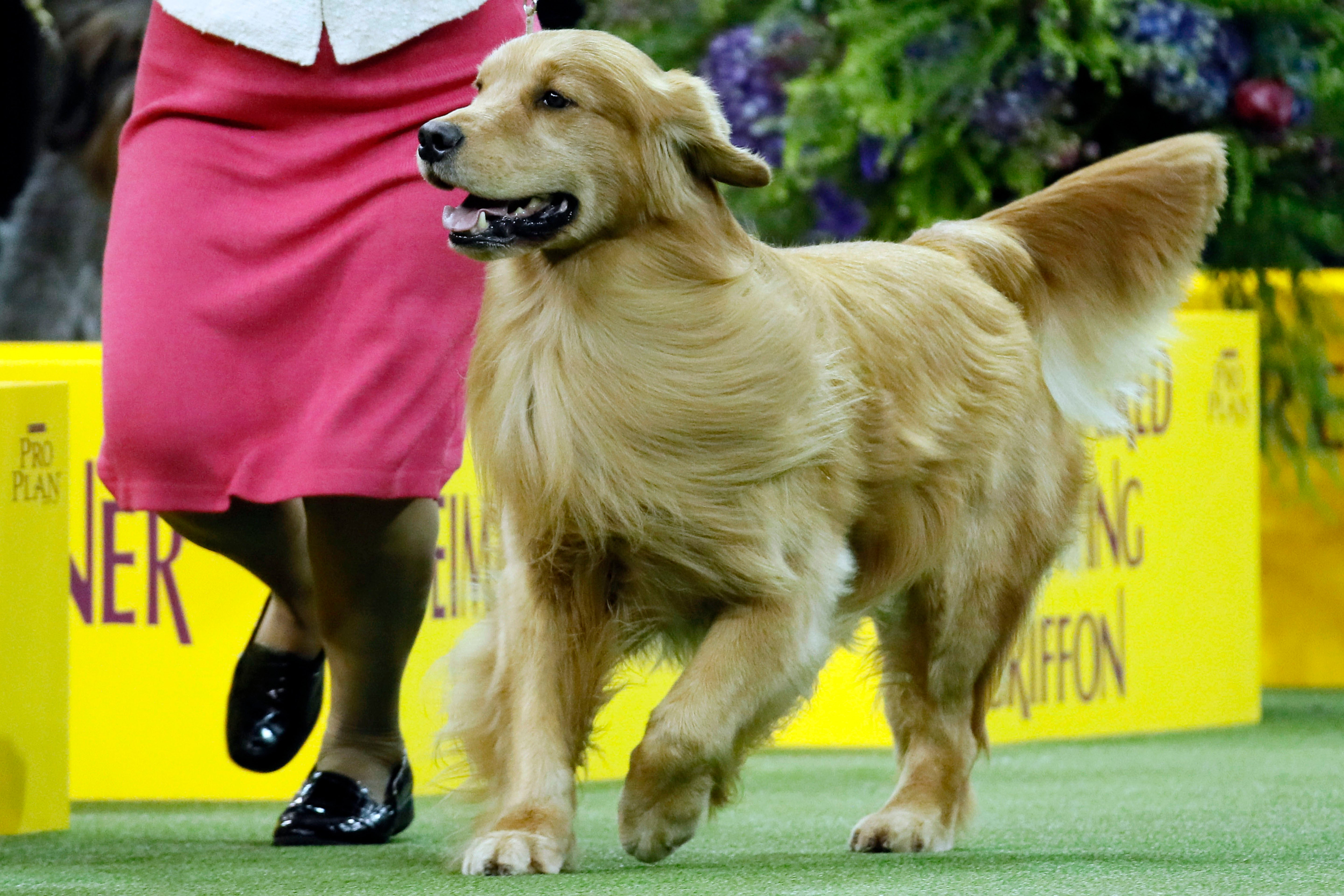 Daniel, a golden retriever, wins the sporting group